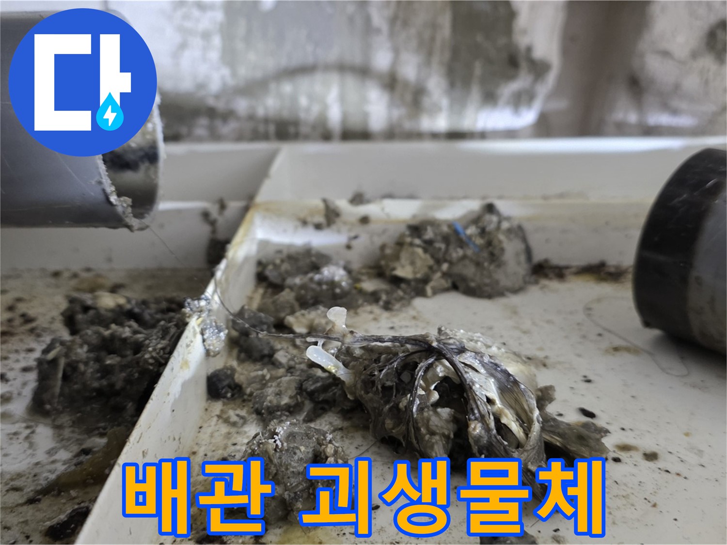 노원구 중계동 라이프청구신동아아파트 - 배관 속 '괴생물체' 발견, 누수 악몽
