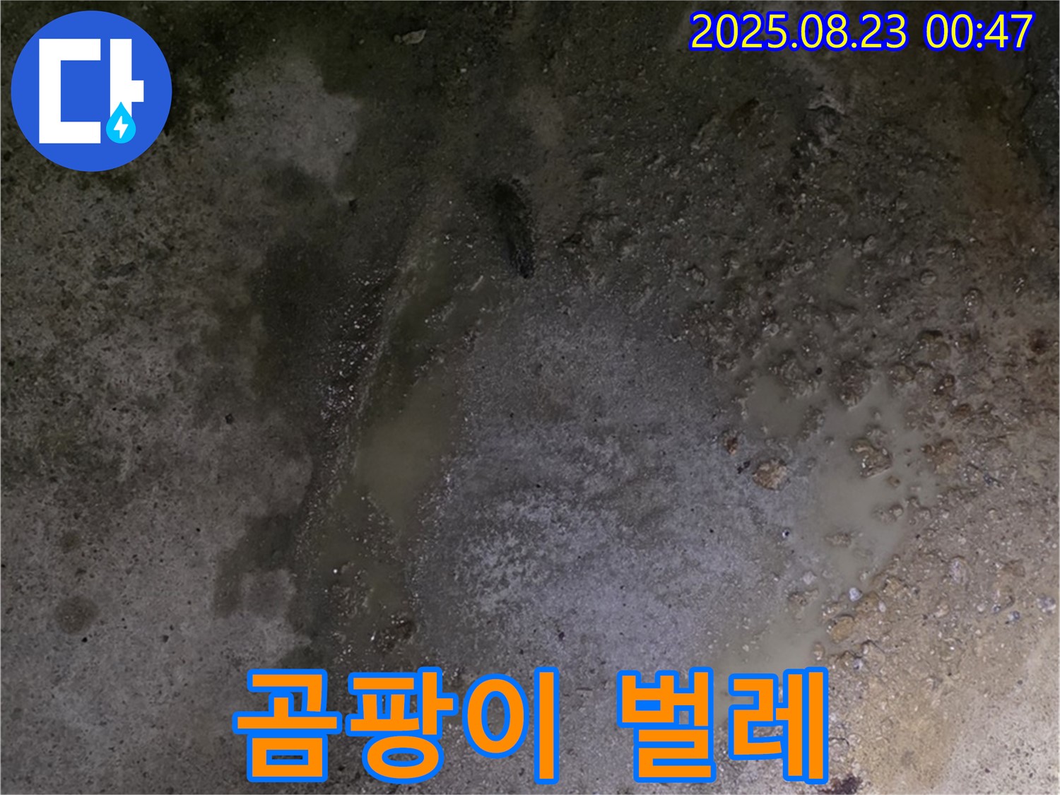 철원군 서면 와수리 누수 현장 - 콘크리트 바닥 물고임 - 곰팡이와 함께 벌레가 발생했습니다 - 매우 비위생적인 환경입니다.