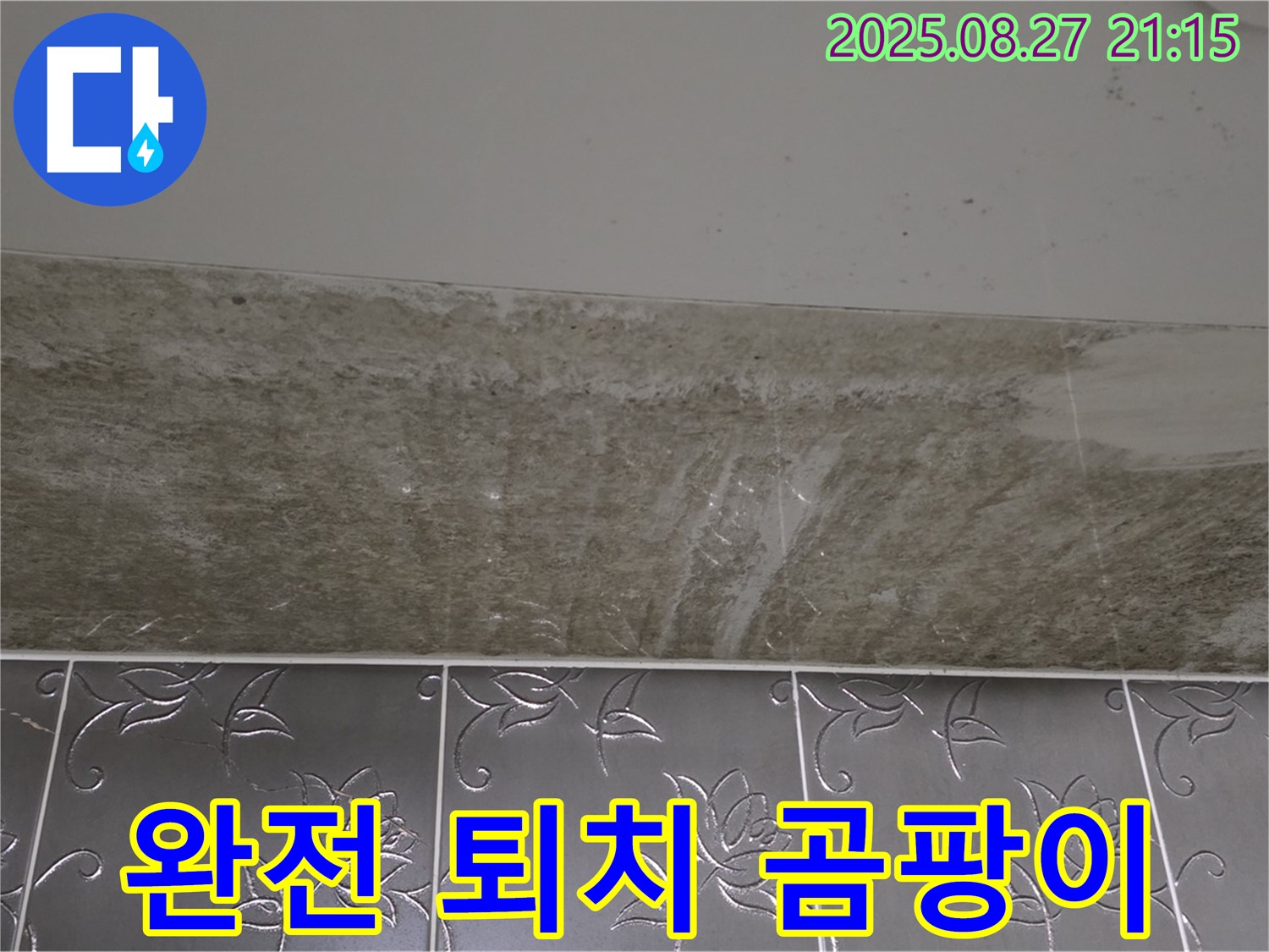 산운로 121 곰팡이 - 곰팡이, 완전 퇴치!