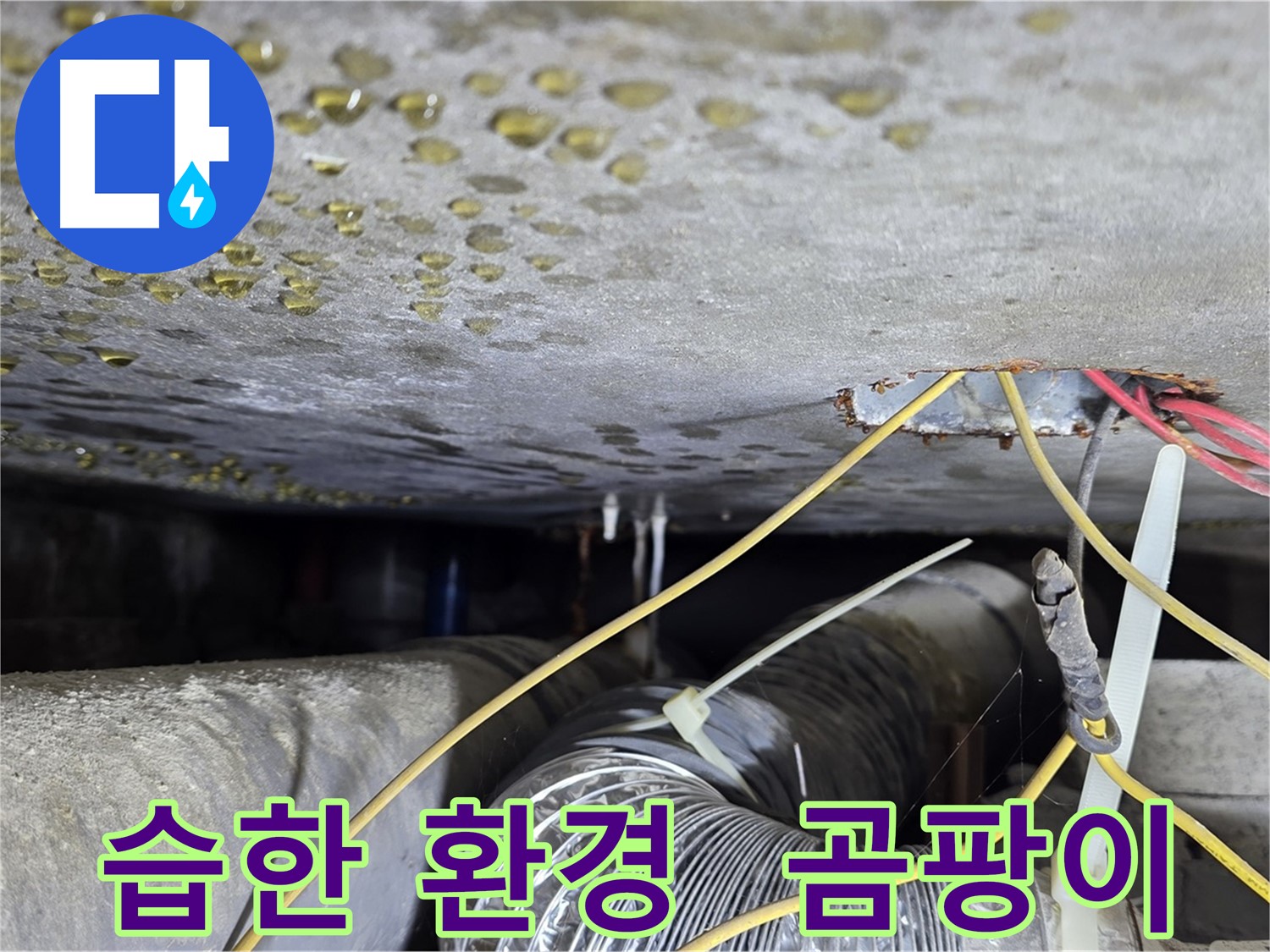 능동 누수 - 습한 환경으로 인한 곰팡이 발생