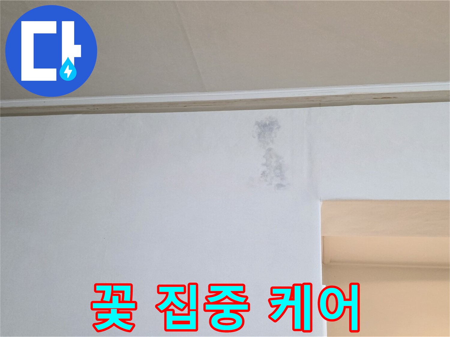 벽 곰팡이 꽃 집중 케어 - 맞춤 솔루션 제공