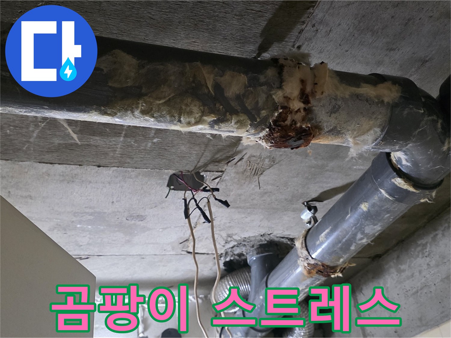 신사동 현대아파트 누수 - 곰팡이와 함께 오수 배관 연결부 똑똑 떨어지는 누수 - 스트레스 해소