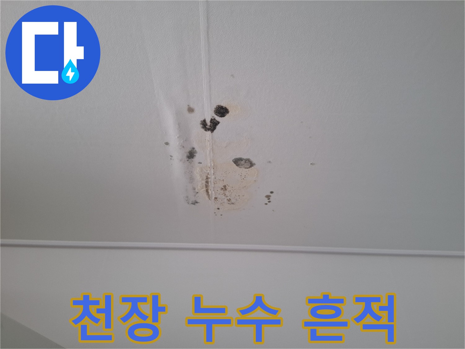 분당 봇들마을 아파트 천장에서 발생한 누수 흔적 - 곰팡이와 물 얼룩이 심각한 상태를 보여줍니다.