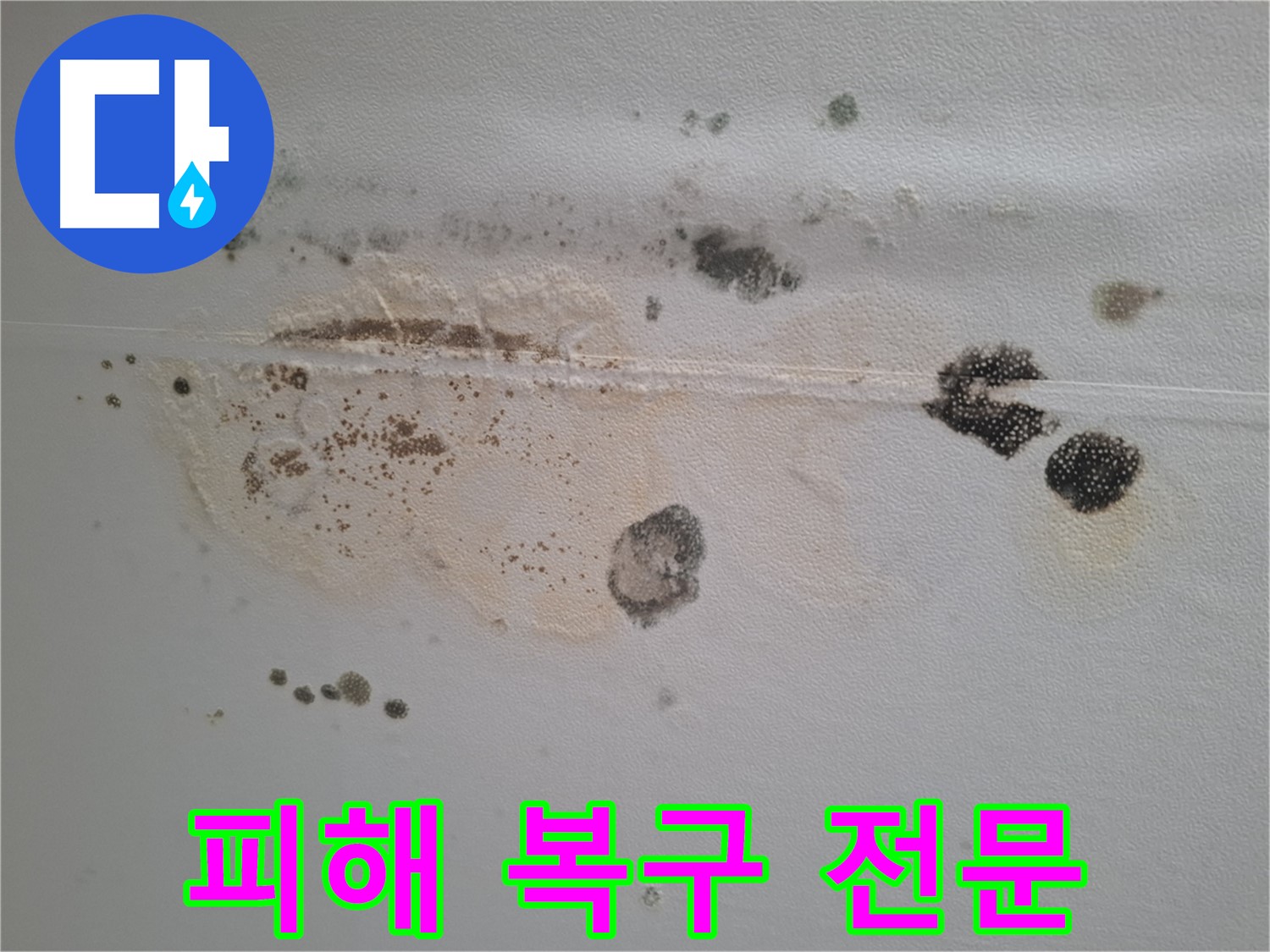 분당 삼평동 아파트 누수 - 곰팡이 피해 복구 전문