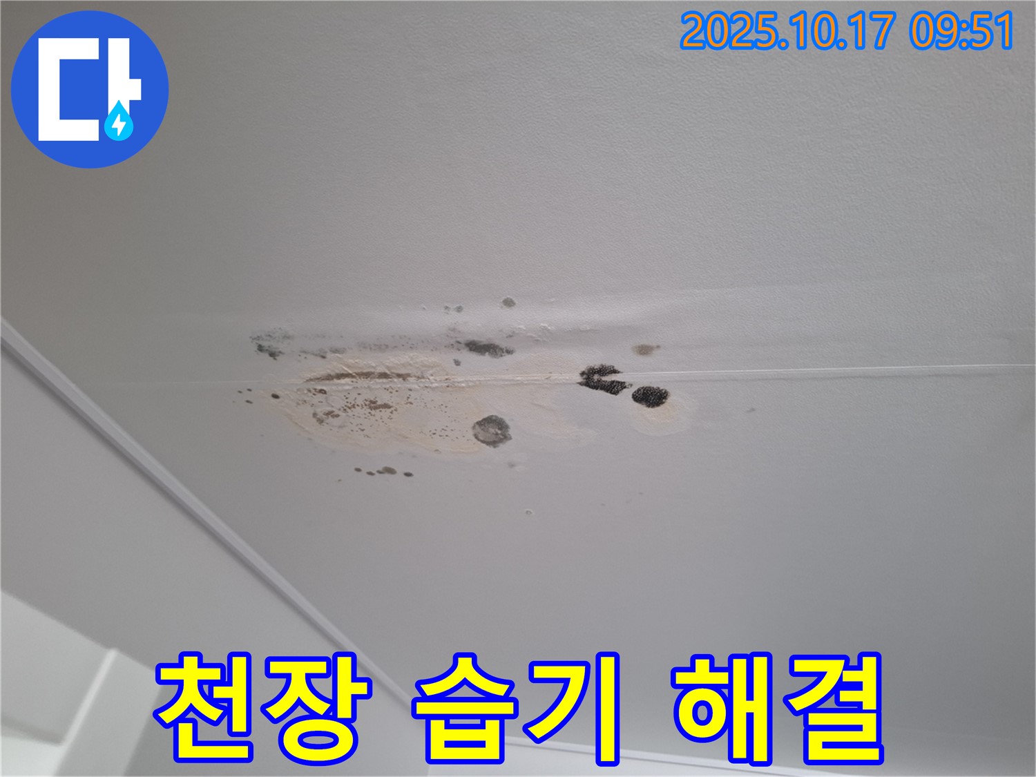 분당 삼평동 아파트 누수 - 천장 습기와 곰팡이 문제 해결 전문