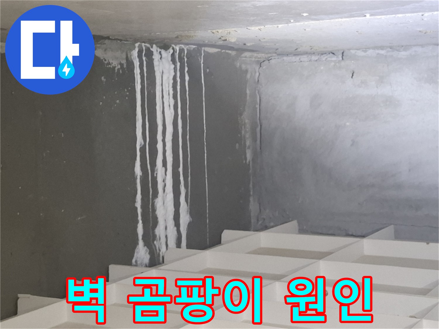 판교 봇들마을 누수 - 벽에서 자라나는 하얀 곰팡이, 누수 원인 진단 및 해결