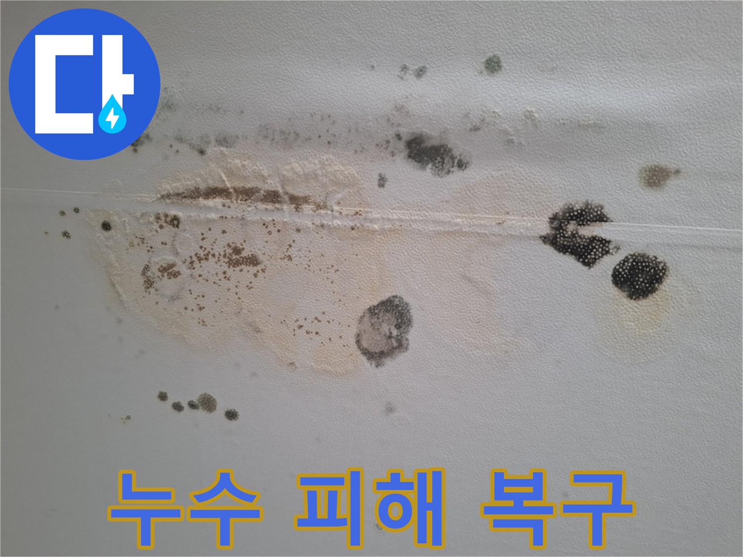판교 봇들마을 이지더원 아파트 누수 - 곰팡이 누수 피해 복구 전문