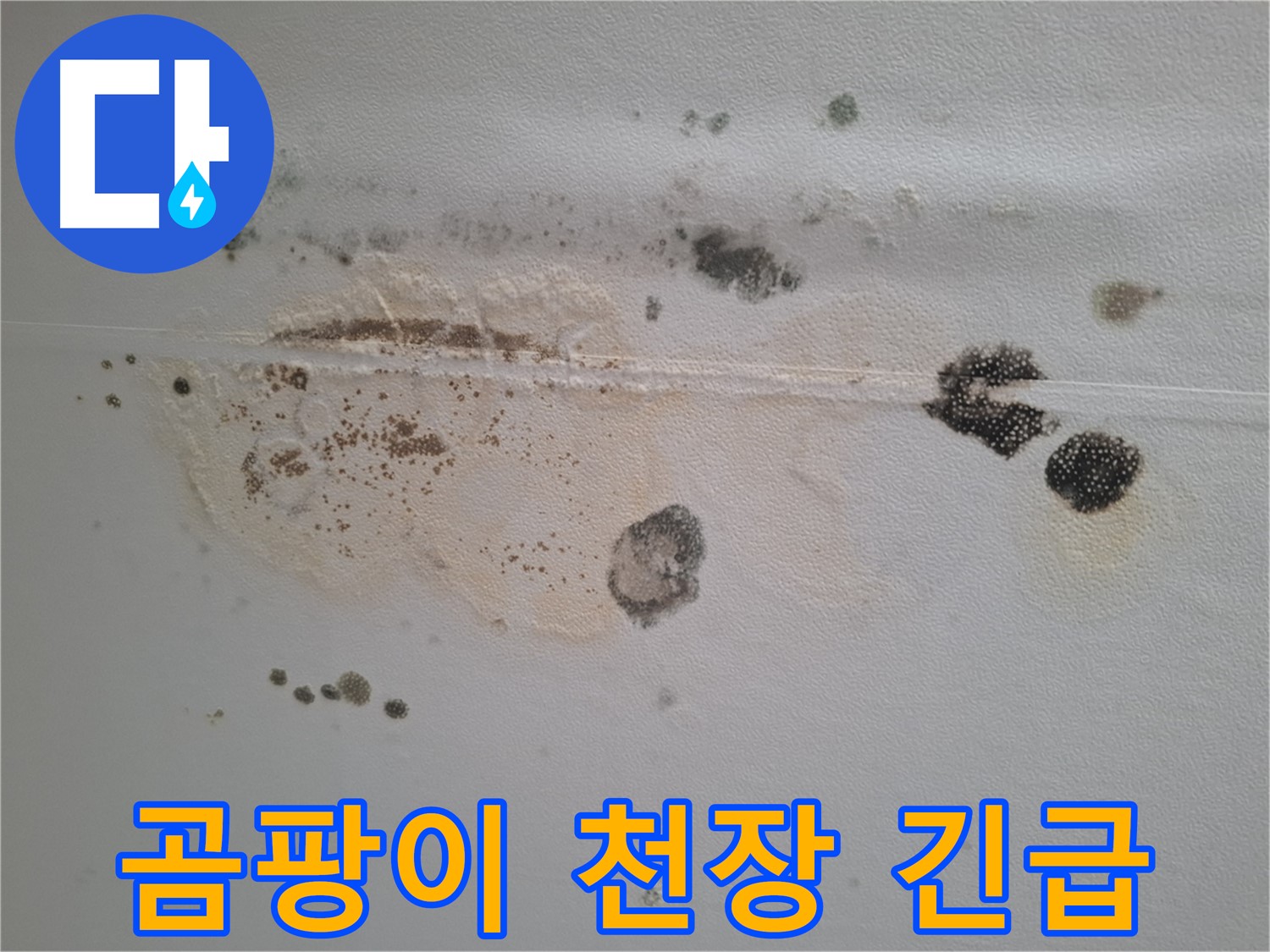 판교 삼평동 봇들마을 누수 - 곰팡이 핀 천장, 긴급 해결만이 답입니다