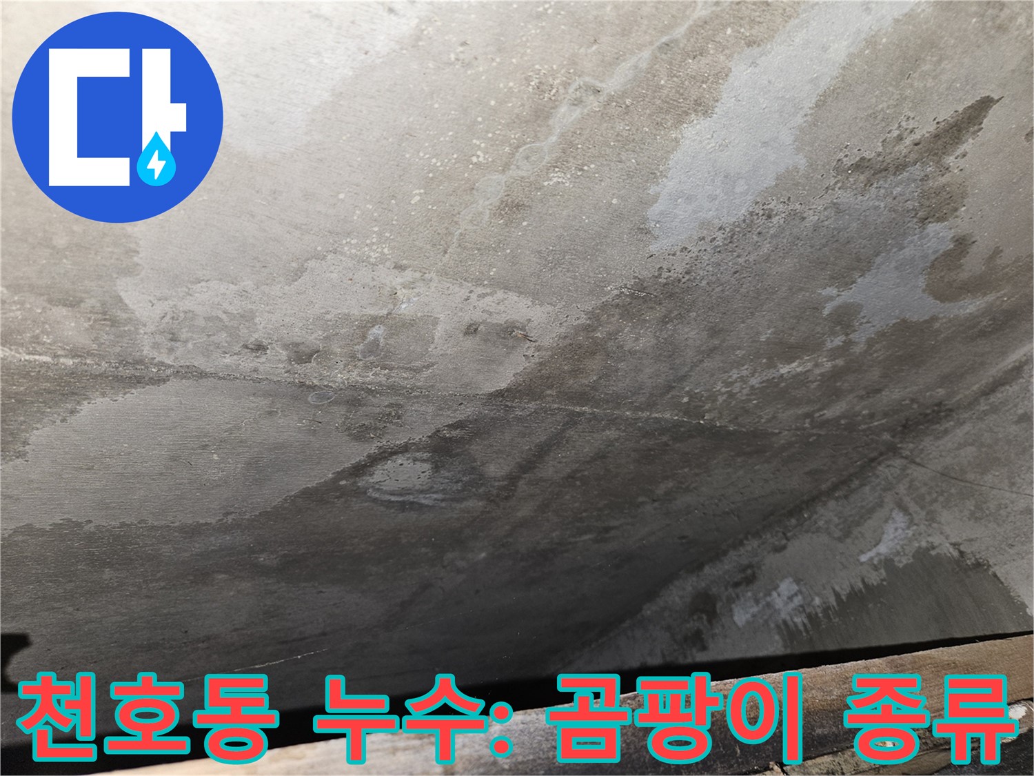 강동구 천호동 아파트 누수 - 곰팡이 종류에 따른 건강 영향 분석