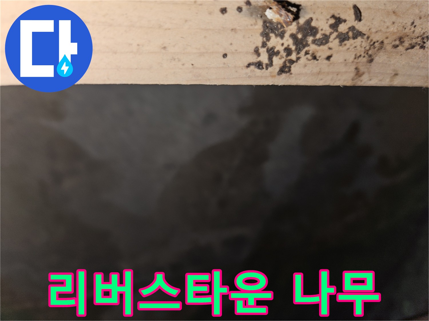 천호동 리버스타운 누수 - 나무 윗부분 곰팡이 - 진행