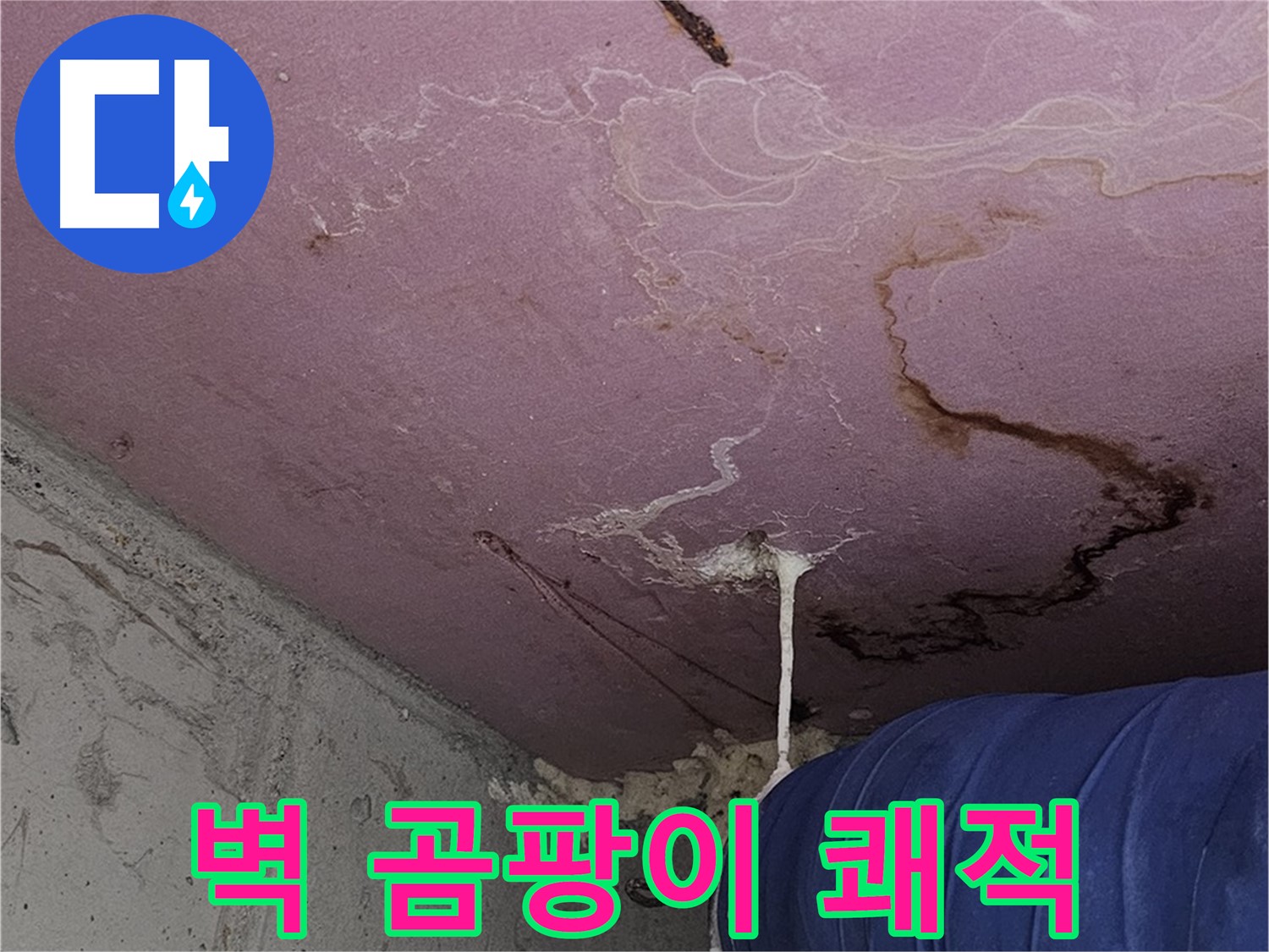 신월동 양천구 누수 - 벽 곰팡이 꽃 - 쾌적하고 안전한 공간