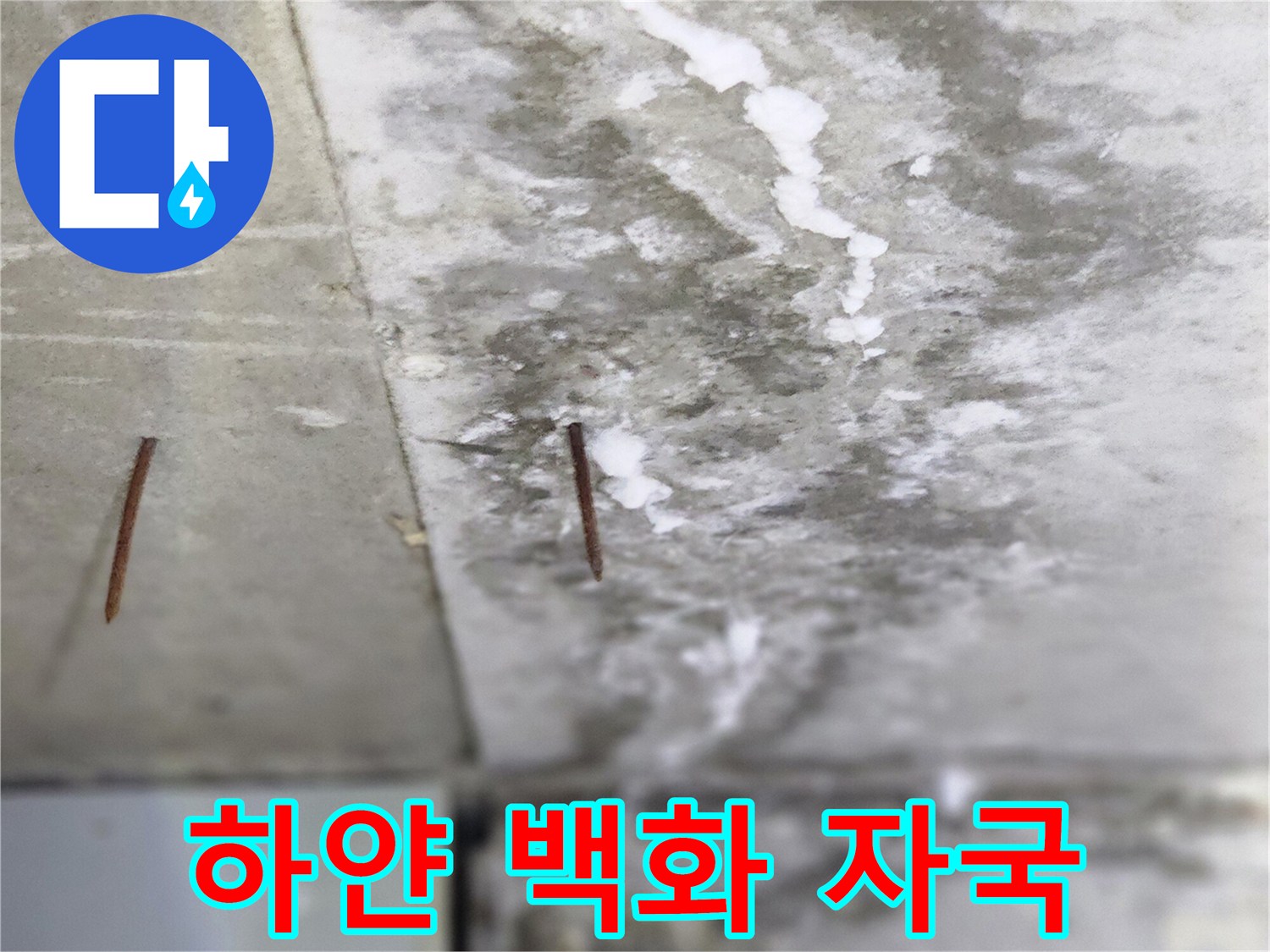 타일 틈새로 하얗게 올라온 물때와 부식된 못의 모습