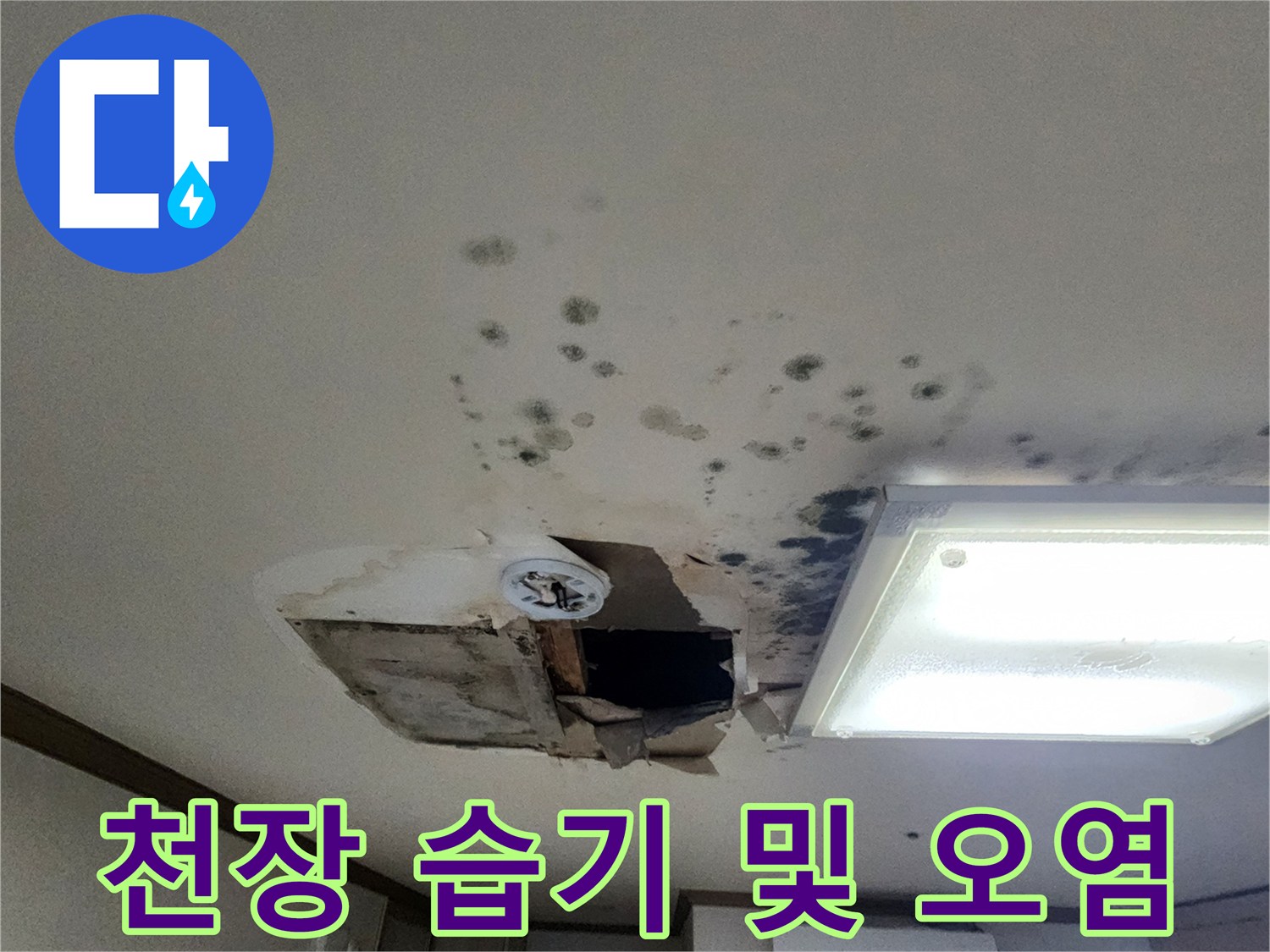 천장-표면에-번진-광범위한-곰팡이-오염-상태
