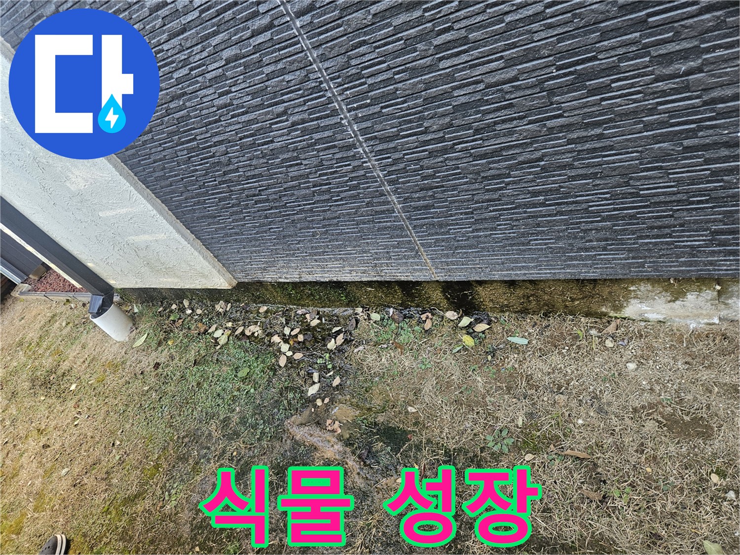 이천시 아리역로 인근 외벽 누수 - 습기로 인한 식물 성장 - 건물 손상 가능성