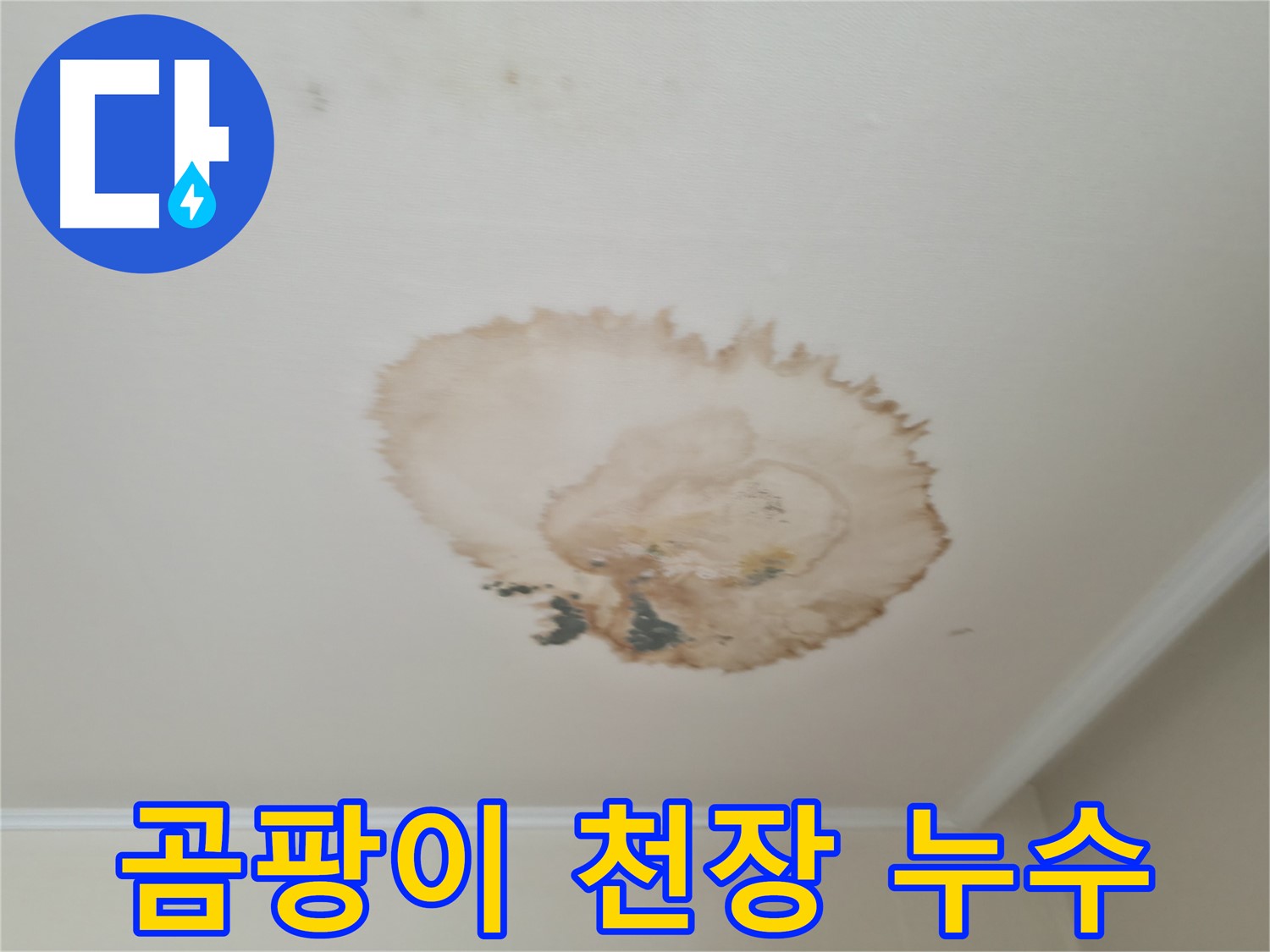 곰팡이 확산 - 천장 누수 - 서대문구 누수, 곰팡이 동시 제거