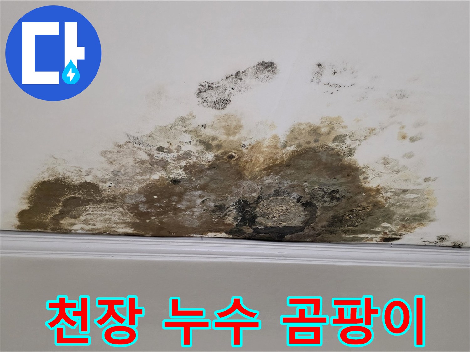 마포구 용강동 아파트 천장 누수 - 곰팡이 발생으로 인한 피해 상황