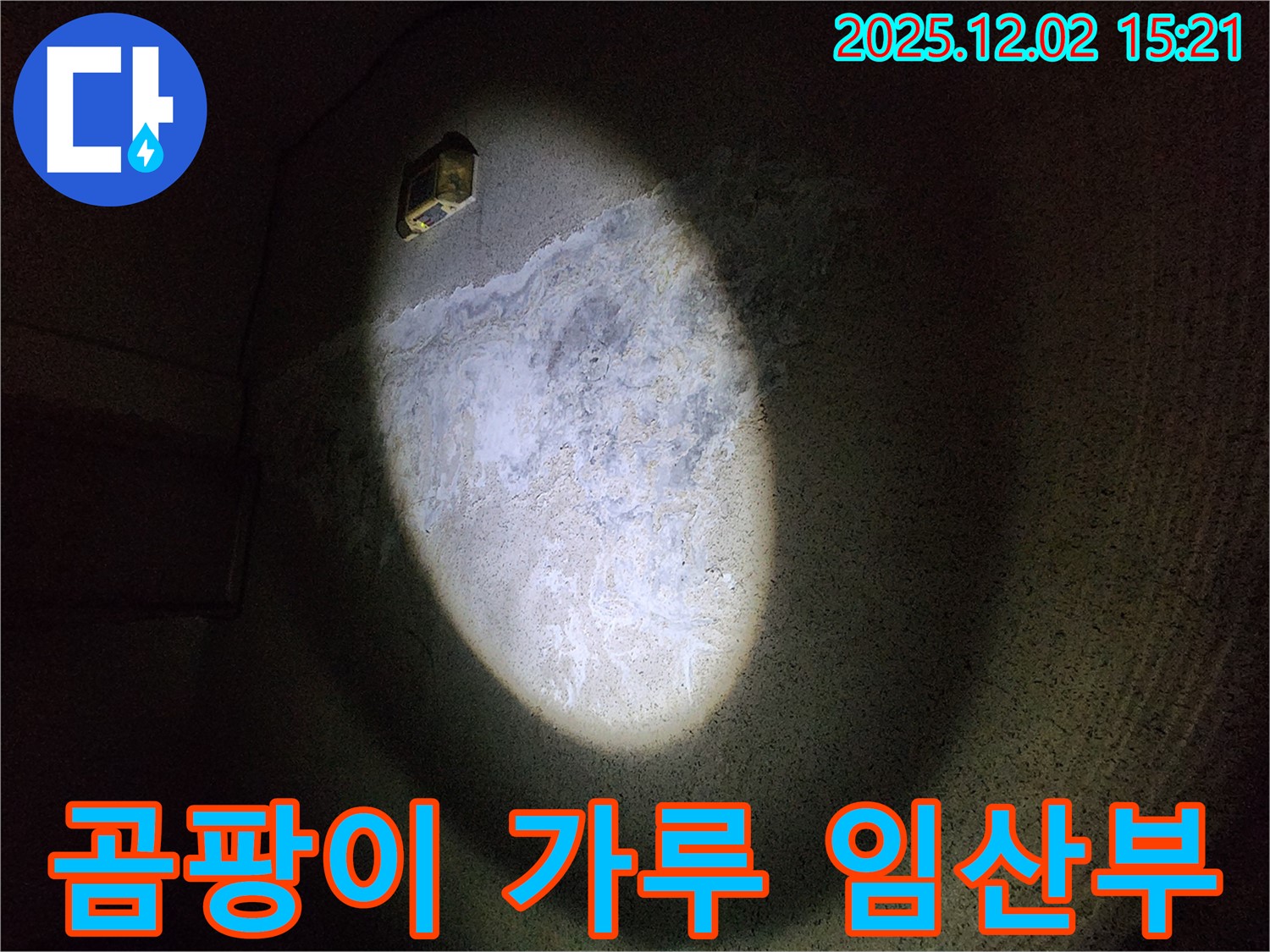 곰팡이와 백화현상 - 임산부와 태아에게 해로울 수 있으므로 즉시 해결해야 합니다