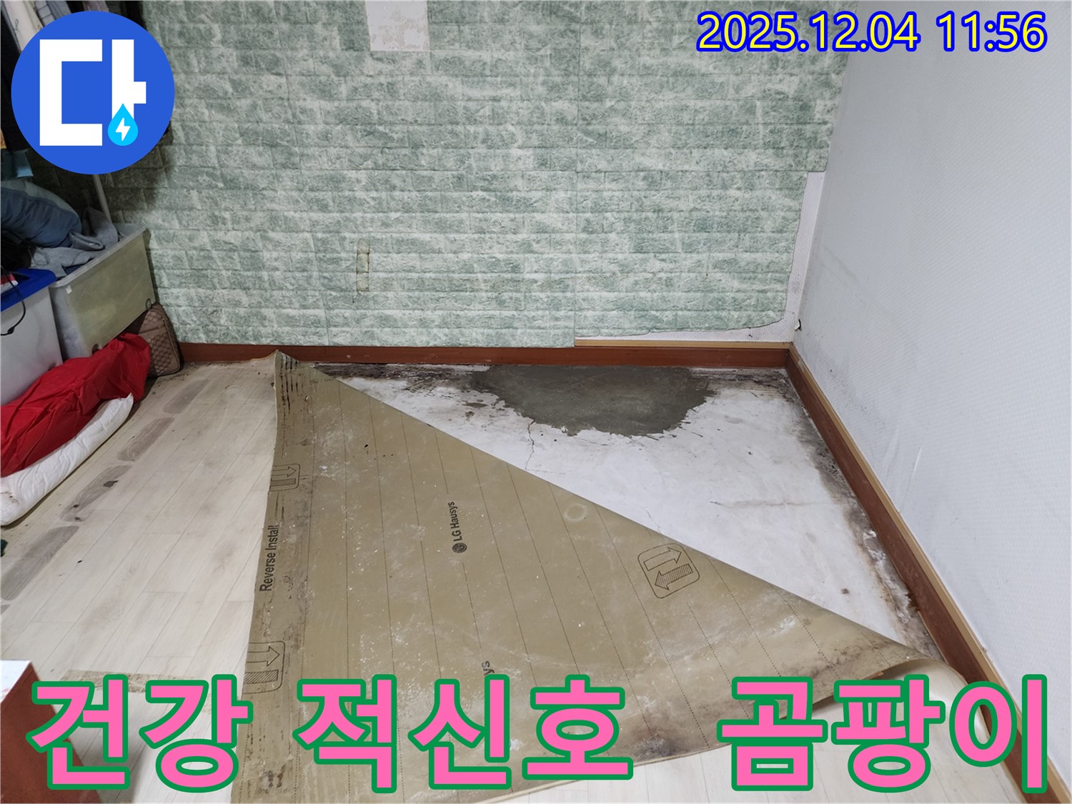 포천시 일동면 누수 - 썩은 장판 곰팡이 포자 건강 적신호