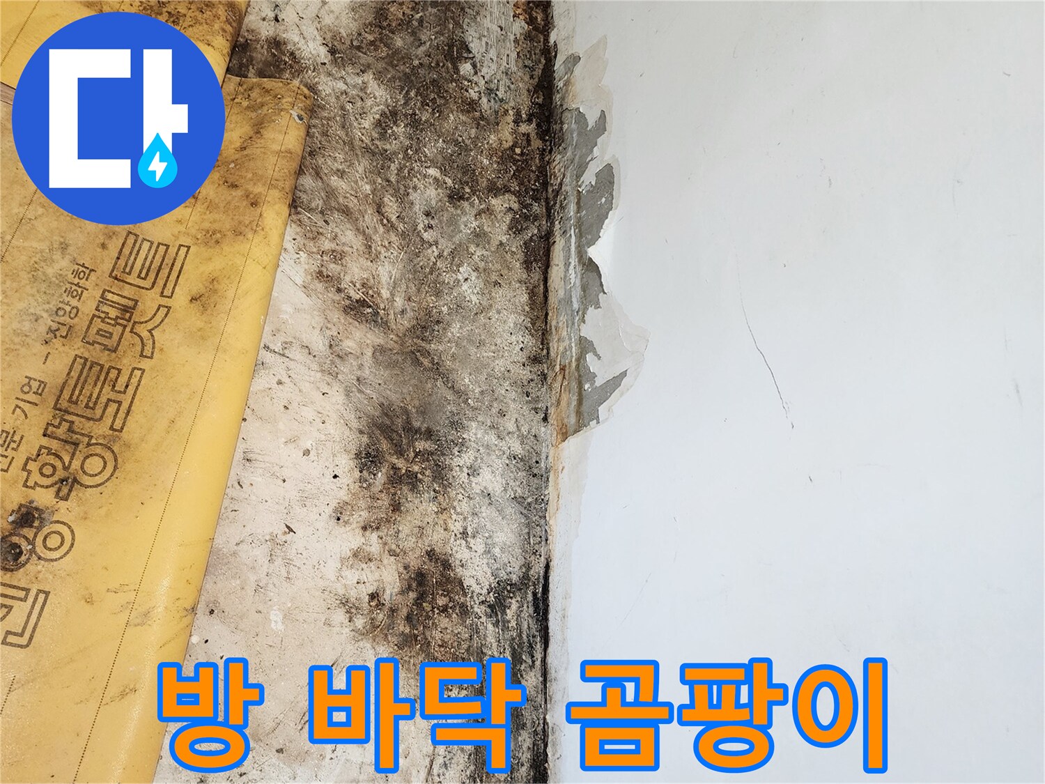 포천 일동면 현장-벽면 하단부 곰팡이와 습기 발생 상태