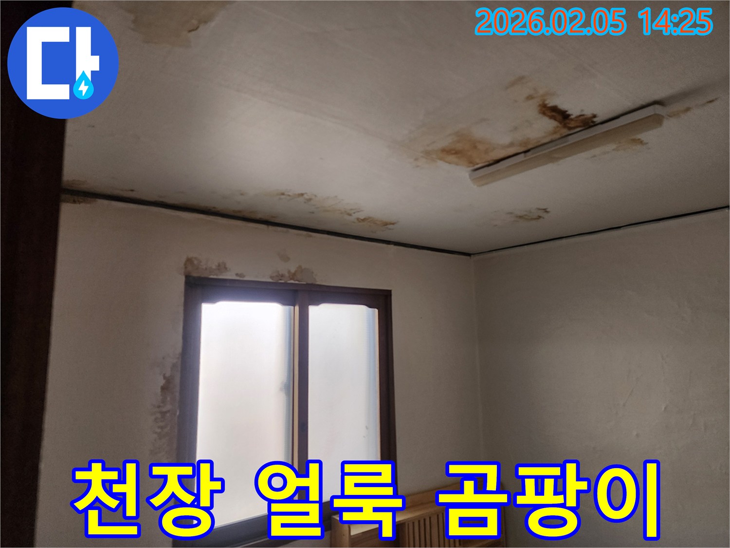천장에-광범위하게-퍼진-누수-얼룩과-곰팡이로-인해-벽지가-손상된-현장입니다