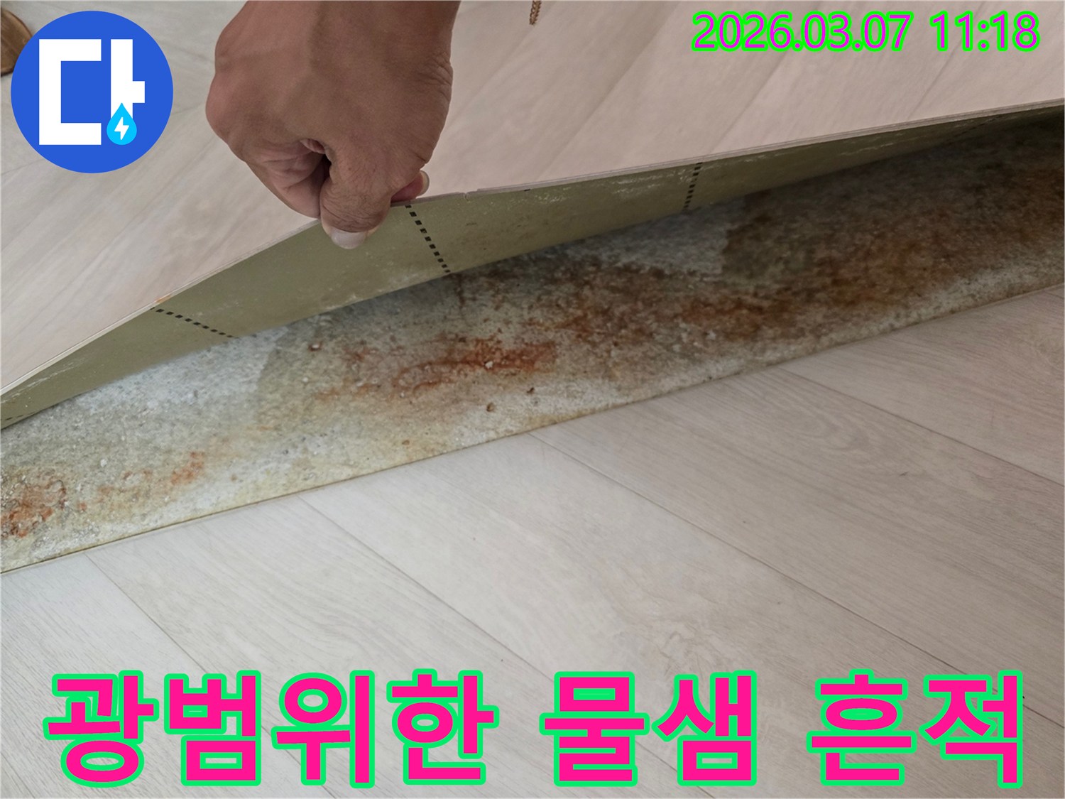 장판-아래-넓게-퍼진-물-자국과-오염을-확인하는-전문가의-손