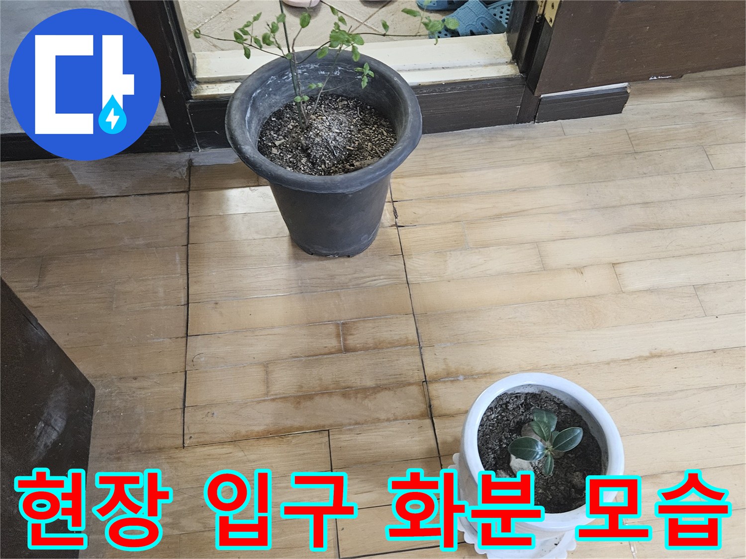 도봉구 빌라 현장-입구 근처에 놓인 화분과 신발장 내부