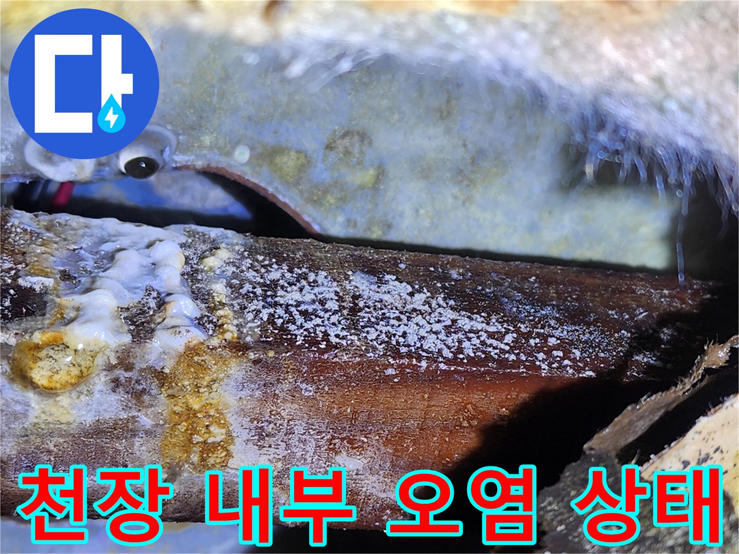 아파트 천장 구조물-하얀 곰팡이와 누수 흔적