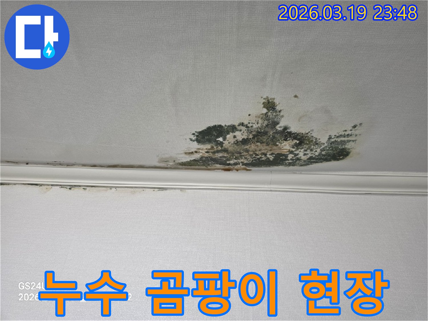 천장-벽지에-발생한-심각한-누수-곰팡이-오염-상태를-보여주는-사진
