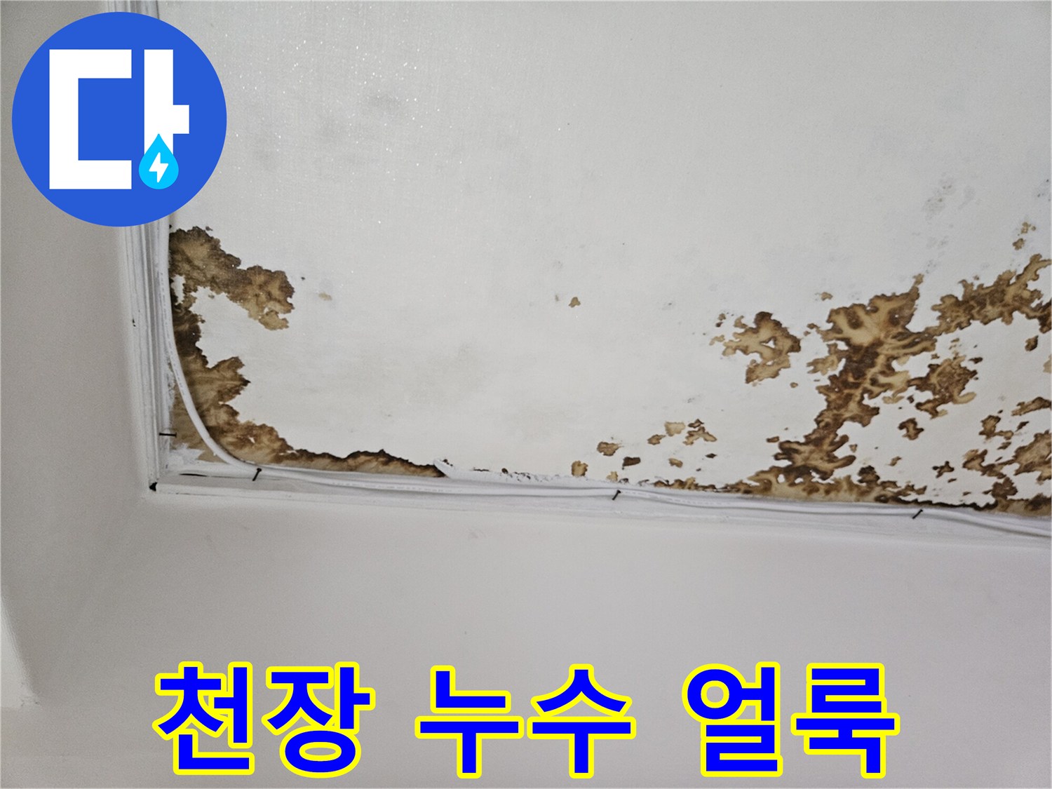 강동구 아파트 천장 벽지 변색 및 곰팡이 발생 상태