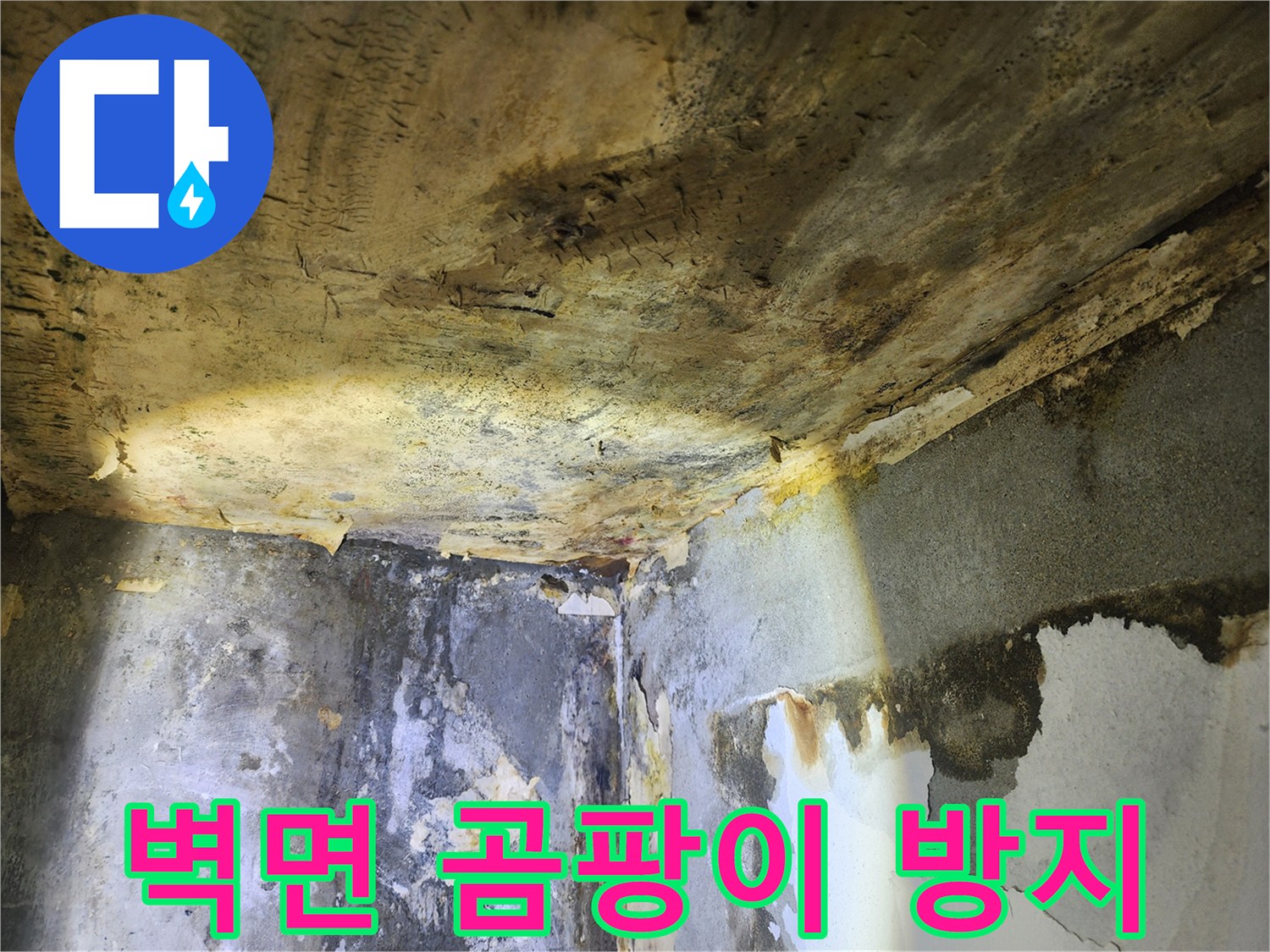 누수로 인해-벽면 전체에 심각하게 번진-곰팡이와 벽지 손상 현장