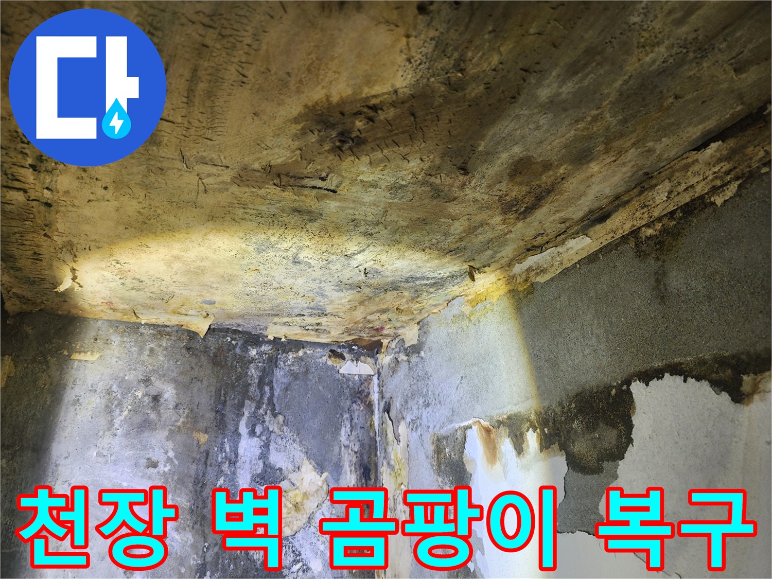 누수로 인해-천장과 벽에 광범위하게 번진-곰팡이와 벽지 손상 현장