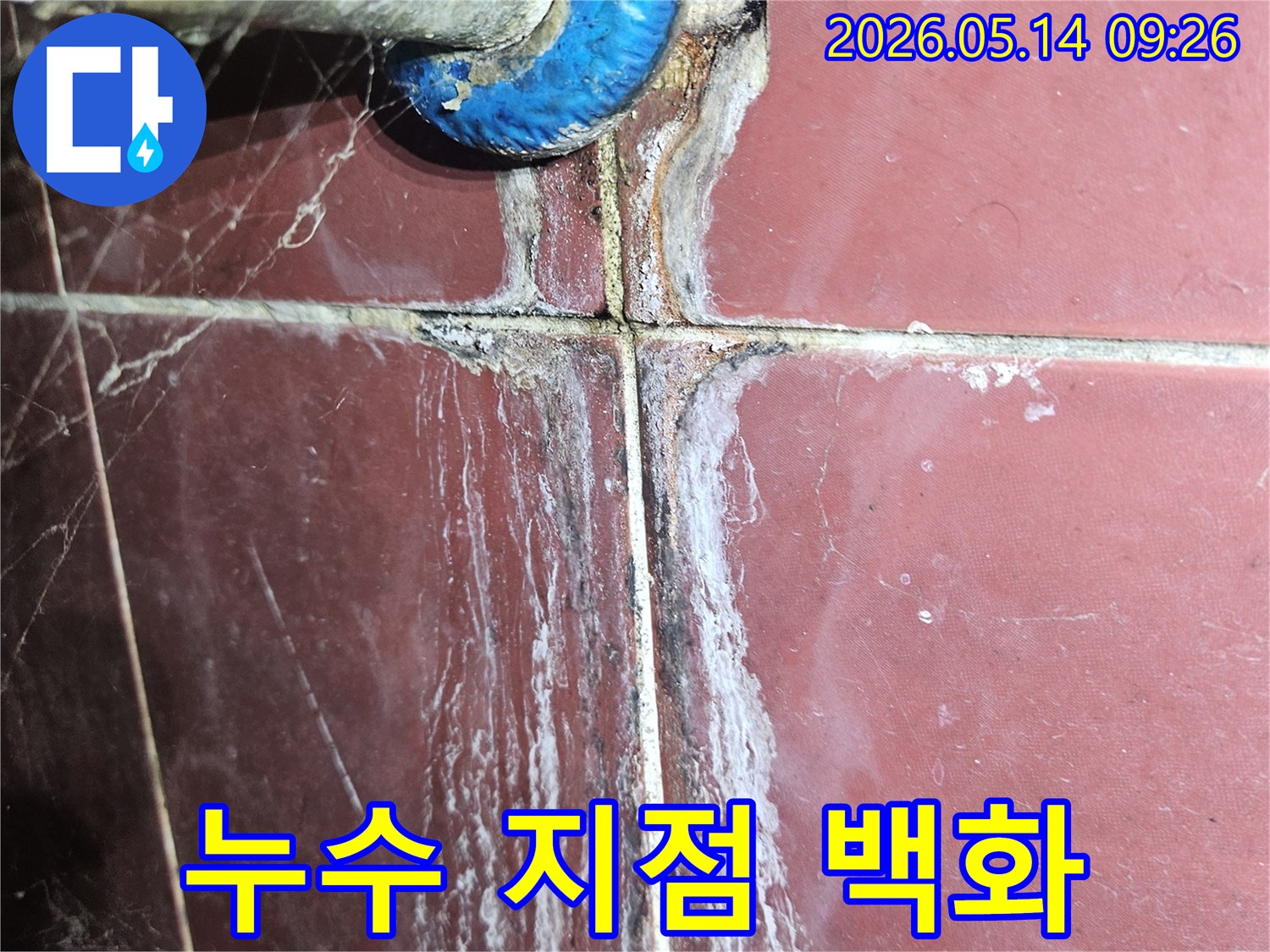 배수관 연결 부위와 타일 줄눈 사이로 스며든 물로-인해 발생한 하얀 백화 현상과-검은 곰팡이가 포착된 모습