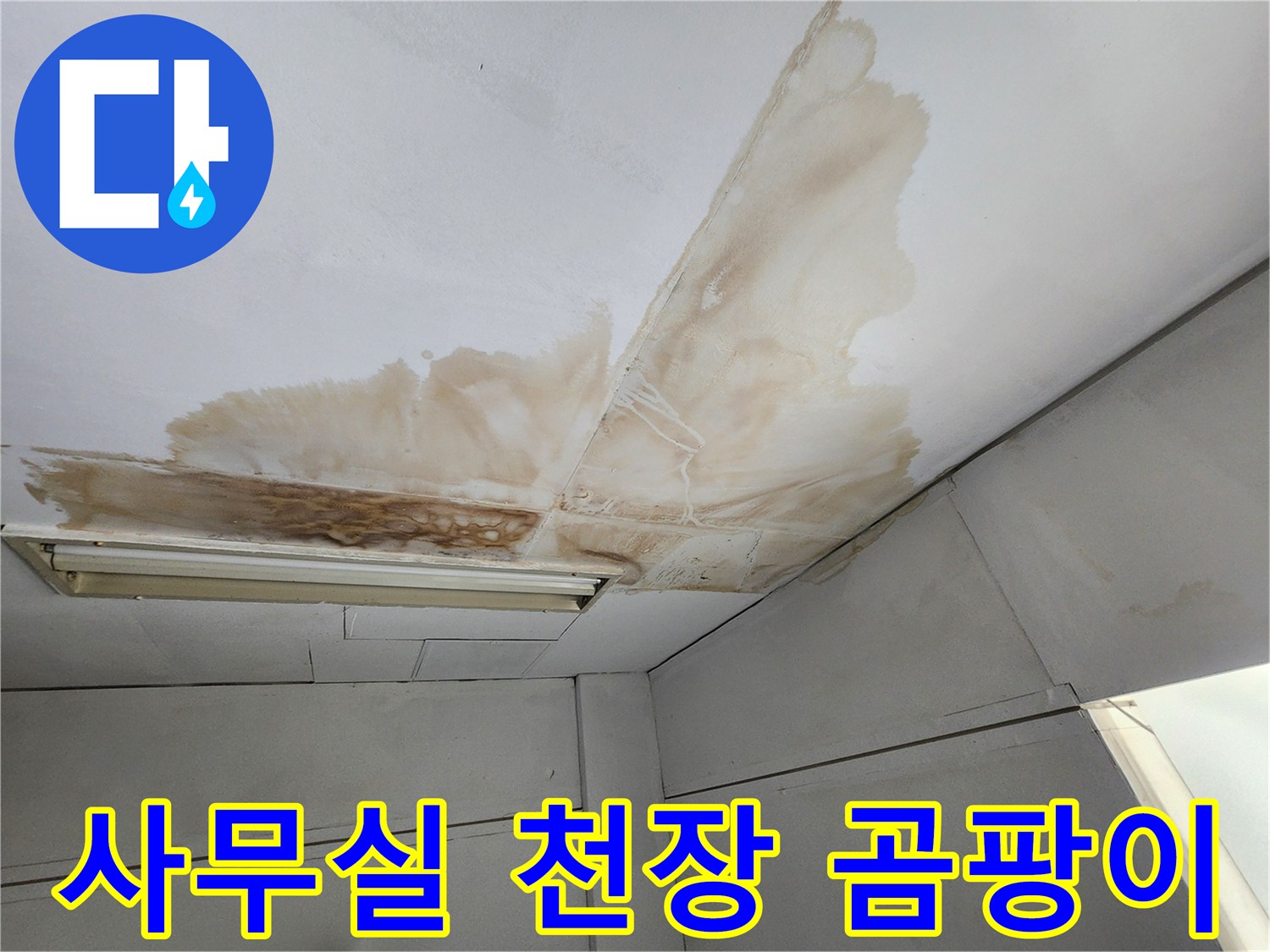 사무실 천장 표면에 물이 새어 발생한 갈색 얼룩과 곰팡이가 보이는 모습