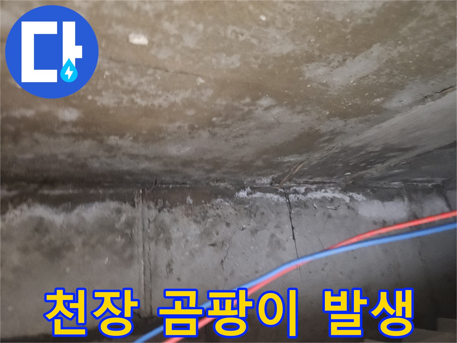 습기로 인해 곰팡이가 번진 천장 콘크리트 표면