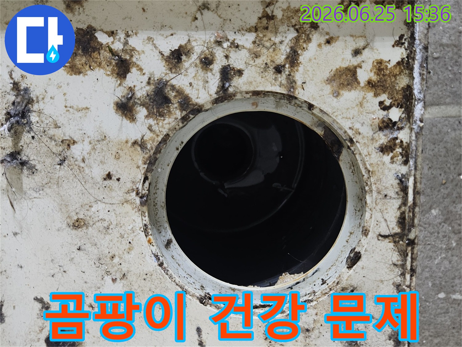 오염된 배수구 주변에 검은 곰팡이가 심하게 핀 모습-건강에 해로운 곰팡이 번식의 증거입니다