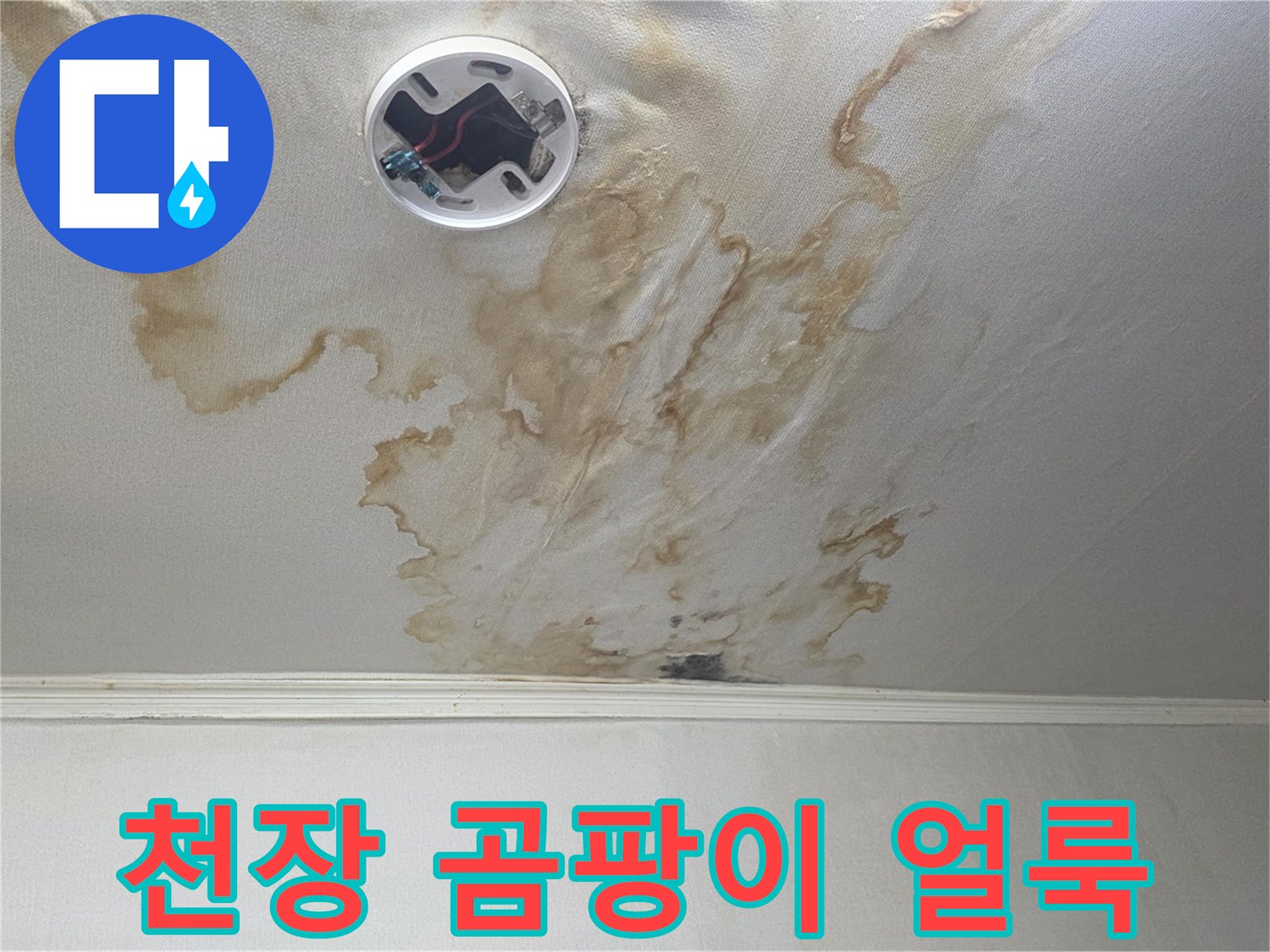 아랫집 거실 천장 벽지에 나타난 곰팡이와 변색 부위