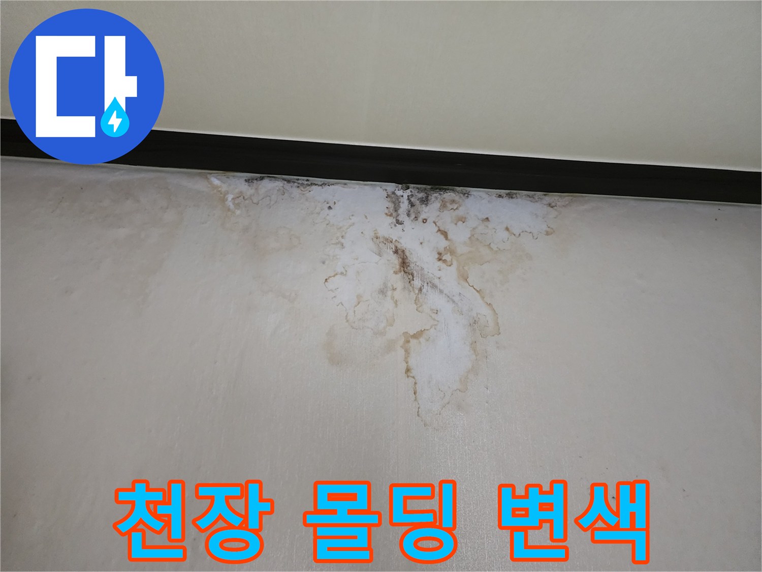 학성동 현장-천장 몰딩 부근의 곰팡이와 변색 상태