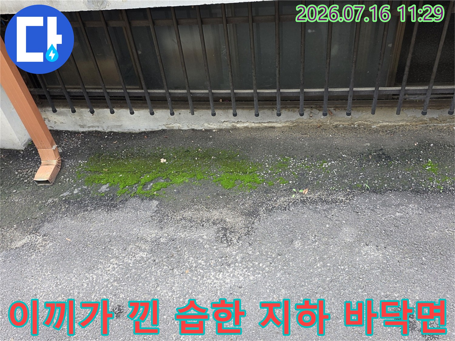 우수관 주변으로 물이 고여 이끼와 곰팡이가 번진 지하 현장 바닥