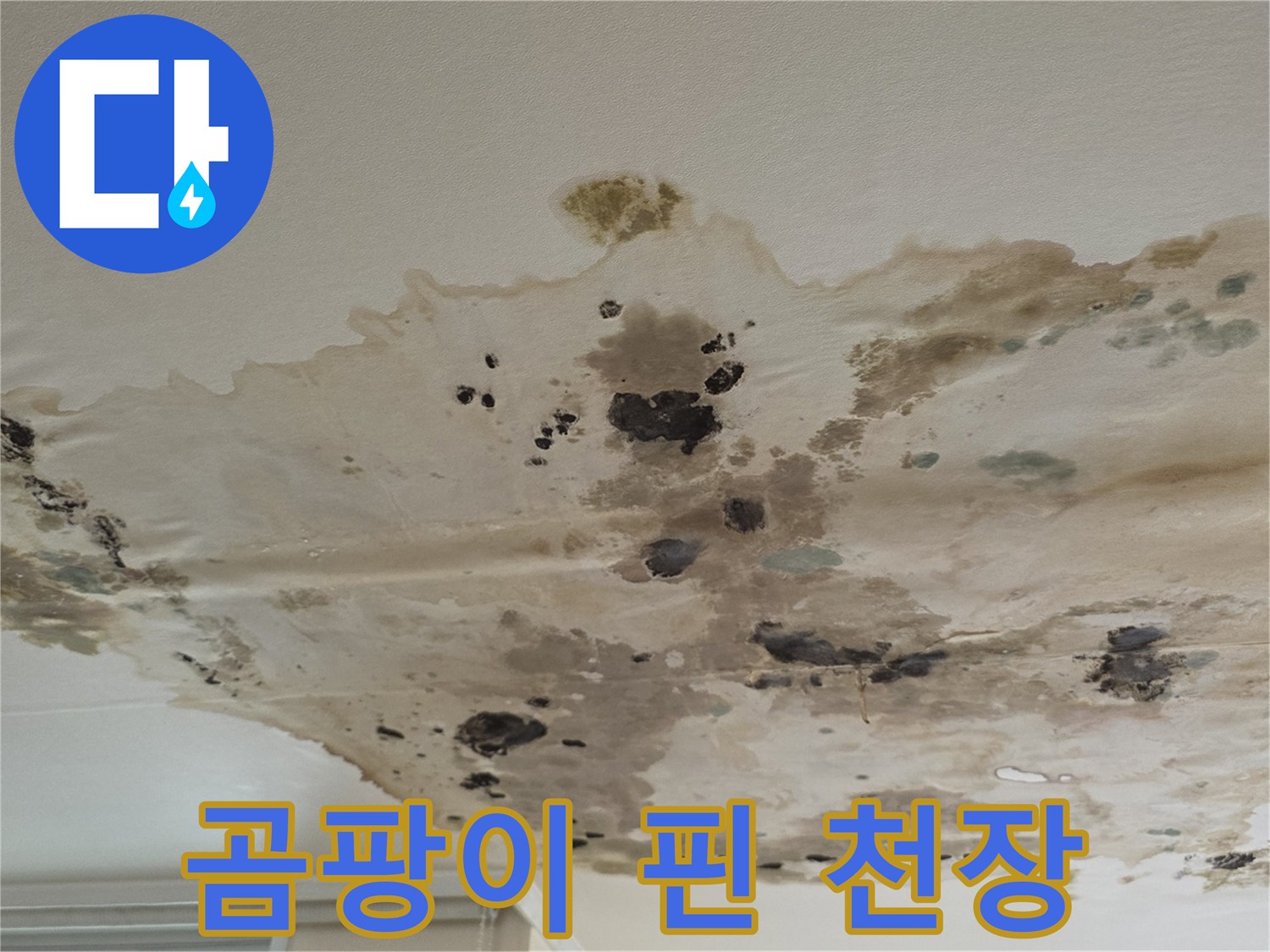 심각한-천장-곰팡이-및-물샘-얼룩-현장
