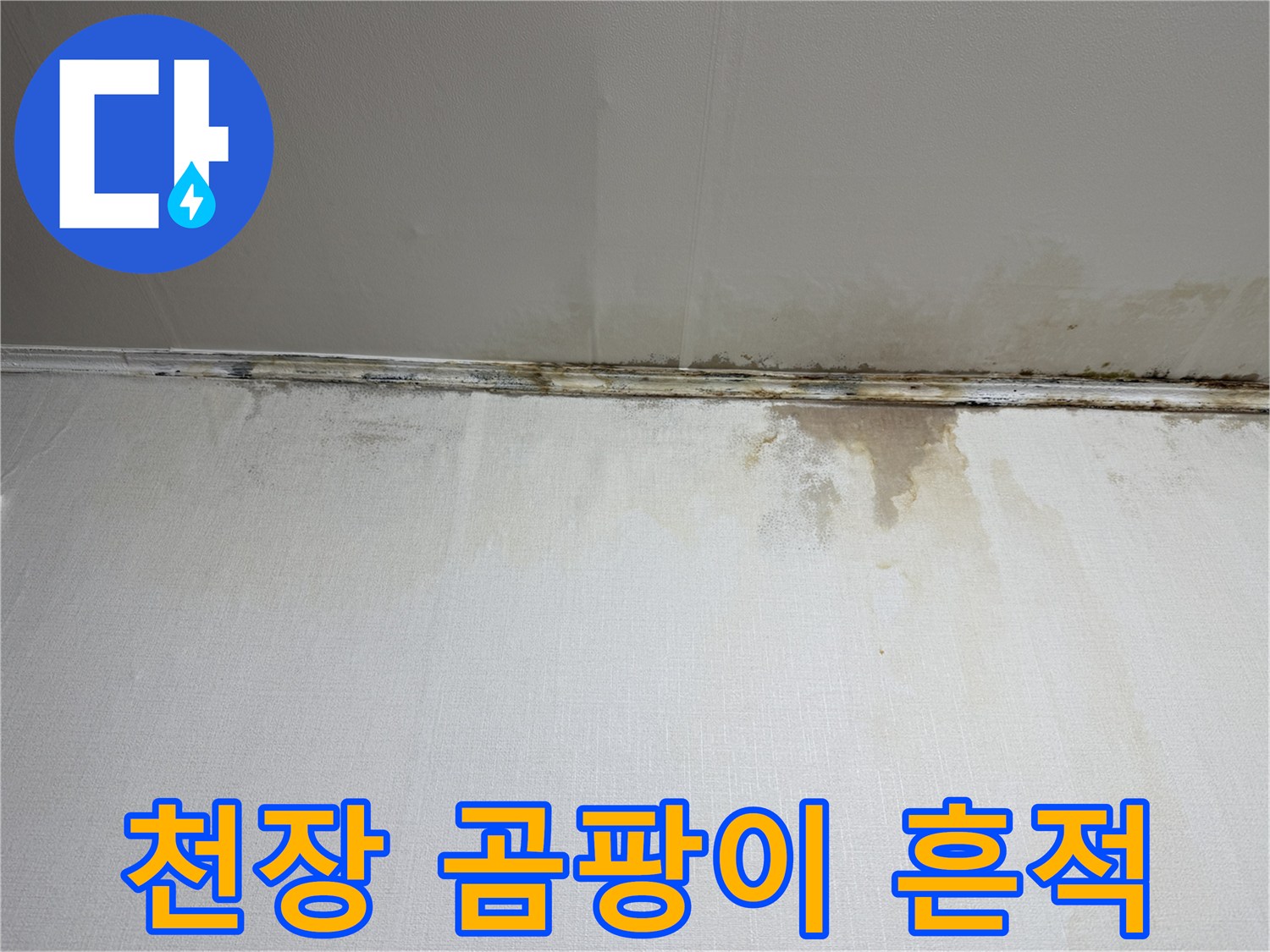 누수로 인한-천장과 벽면의 곰팡이 발생 부위