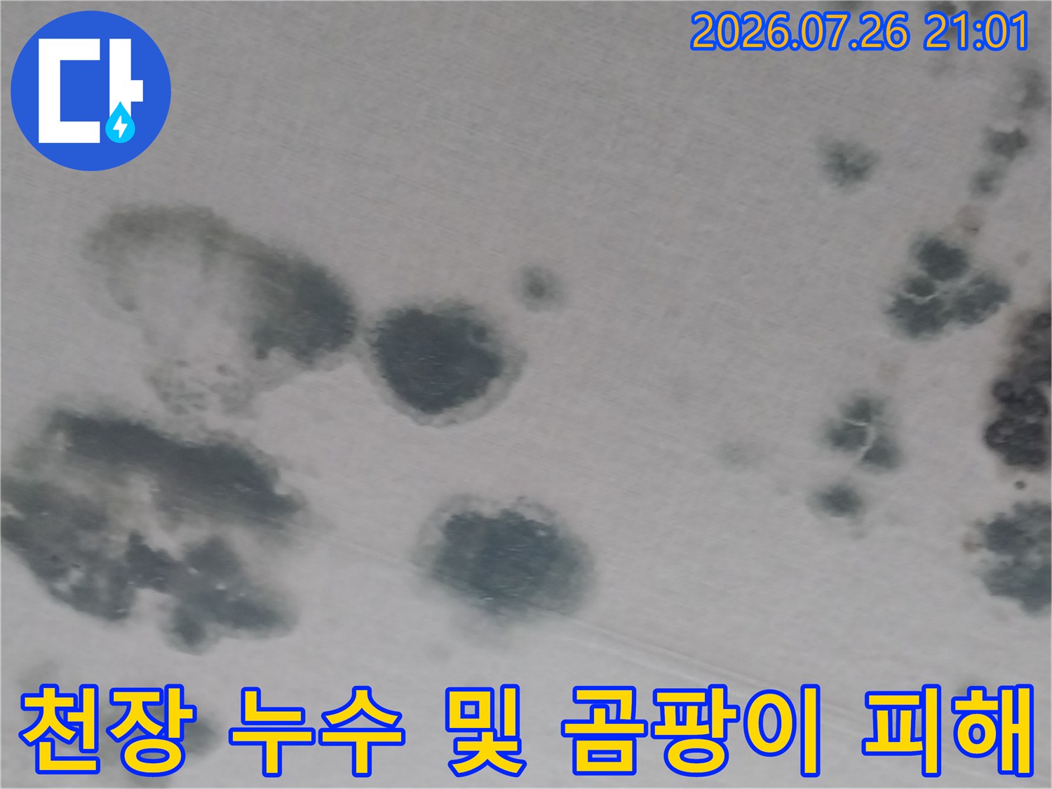 거실 천장의 습기로 인한 다발적 곰팡이 얼룩 현상