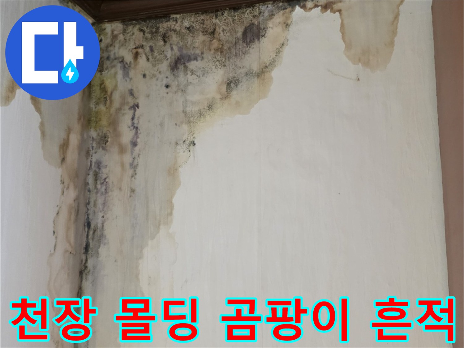 양천구 신월동 현장의 천장 몰딩과 벽면 상단에 발생한 검은 곰팡이와 물자국