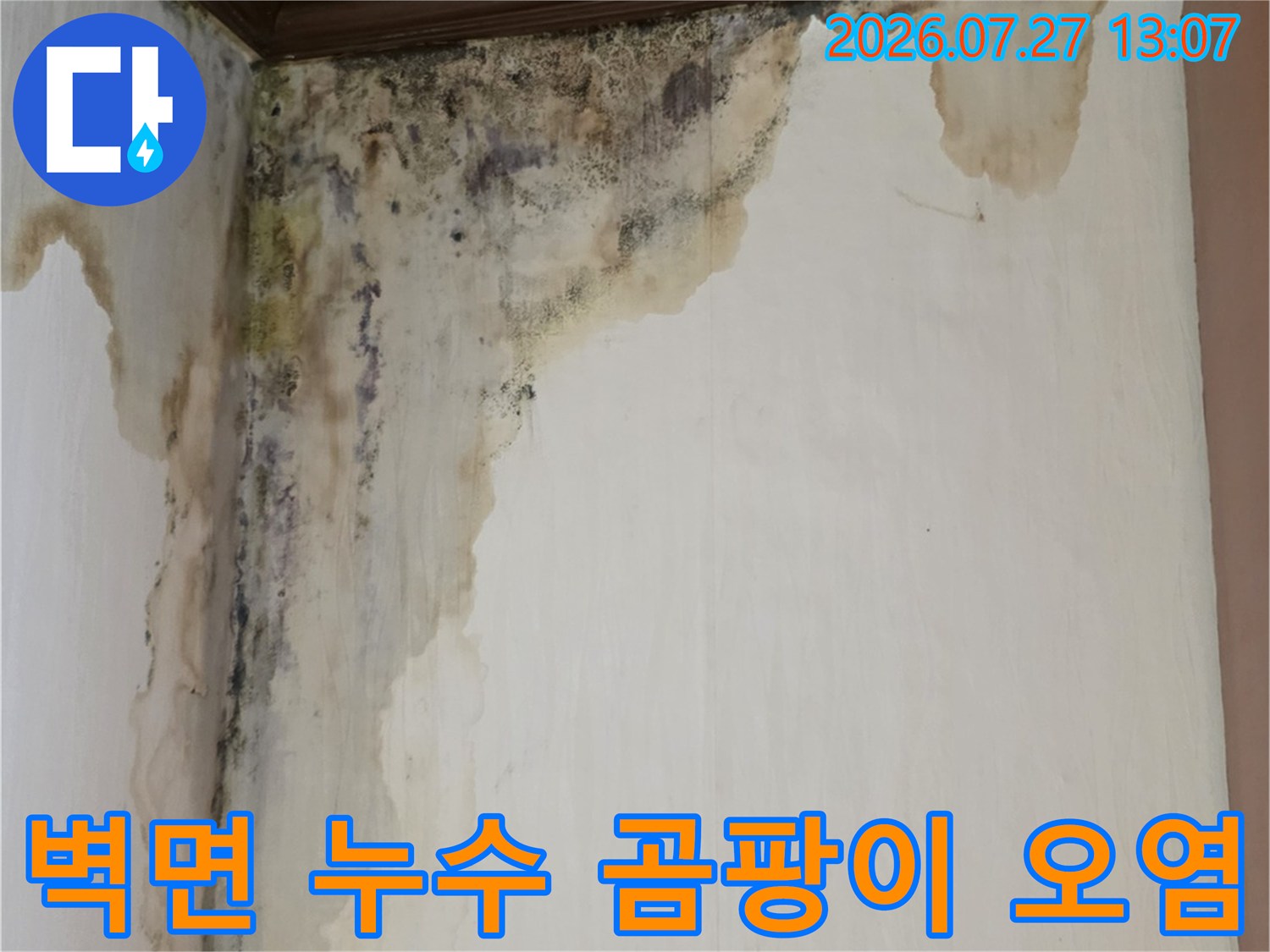 흰색 벽지와 갈색 몰딩 접합부에 발생한 심한 검은색 곰팡이와 누수 얼룩-현장 사진