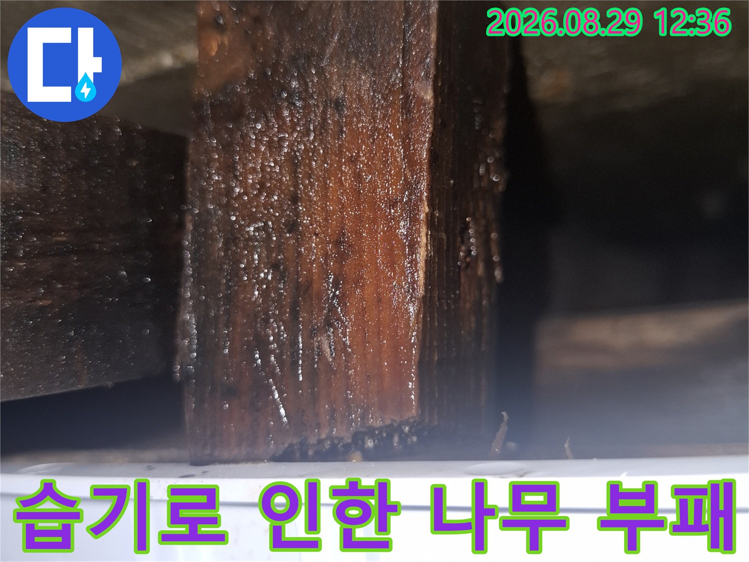 싱크대 하부 구조물의 목재가 습기를 머금어 어둡게 변한 상태를 보여줍니다.