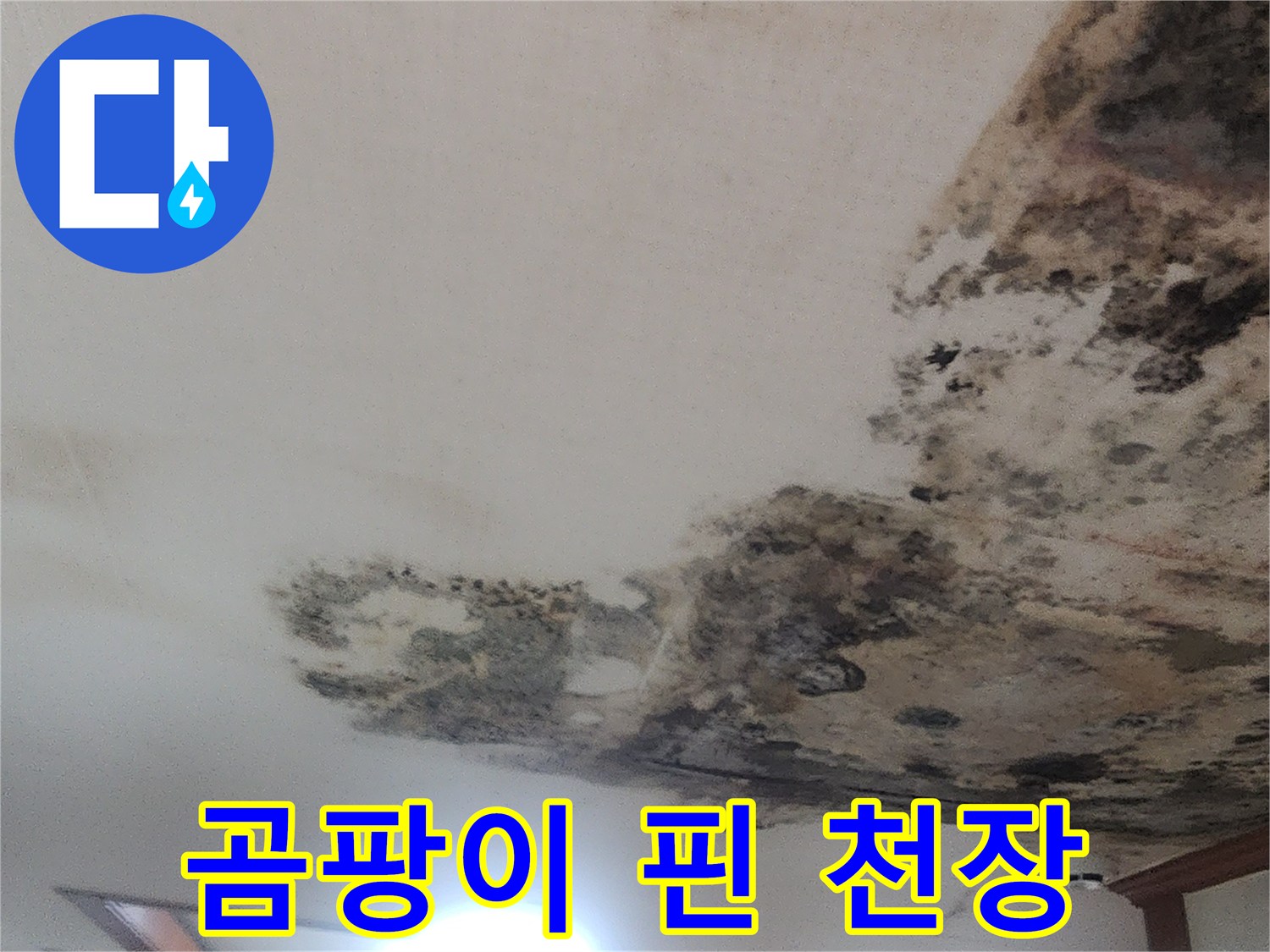 성북구-지하-거실-천장-곰팡이-및-벽지-오염-상태