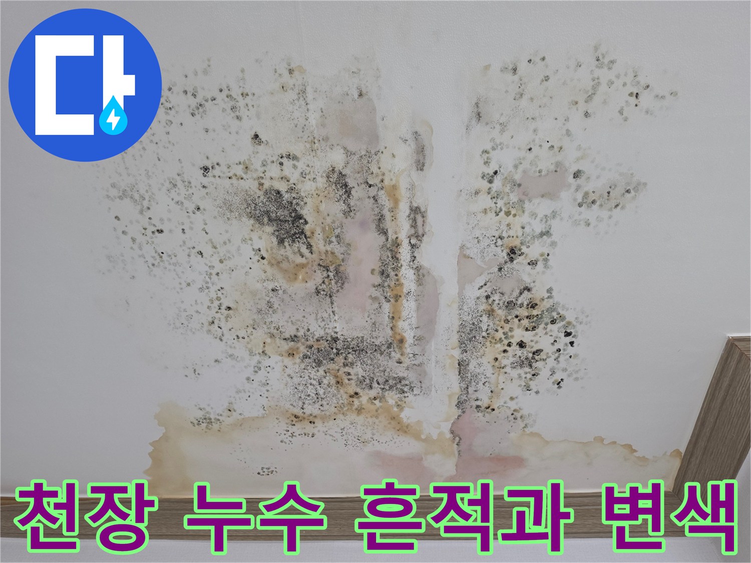 금산 아파트 천장 부위의 광범위한 누수 얼룩 및 곰팡이