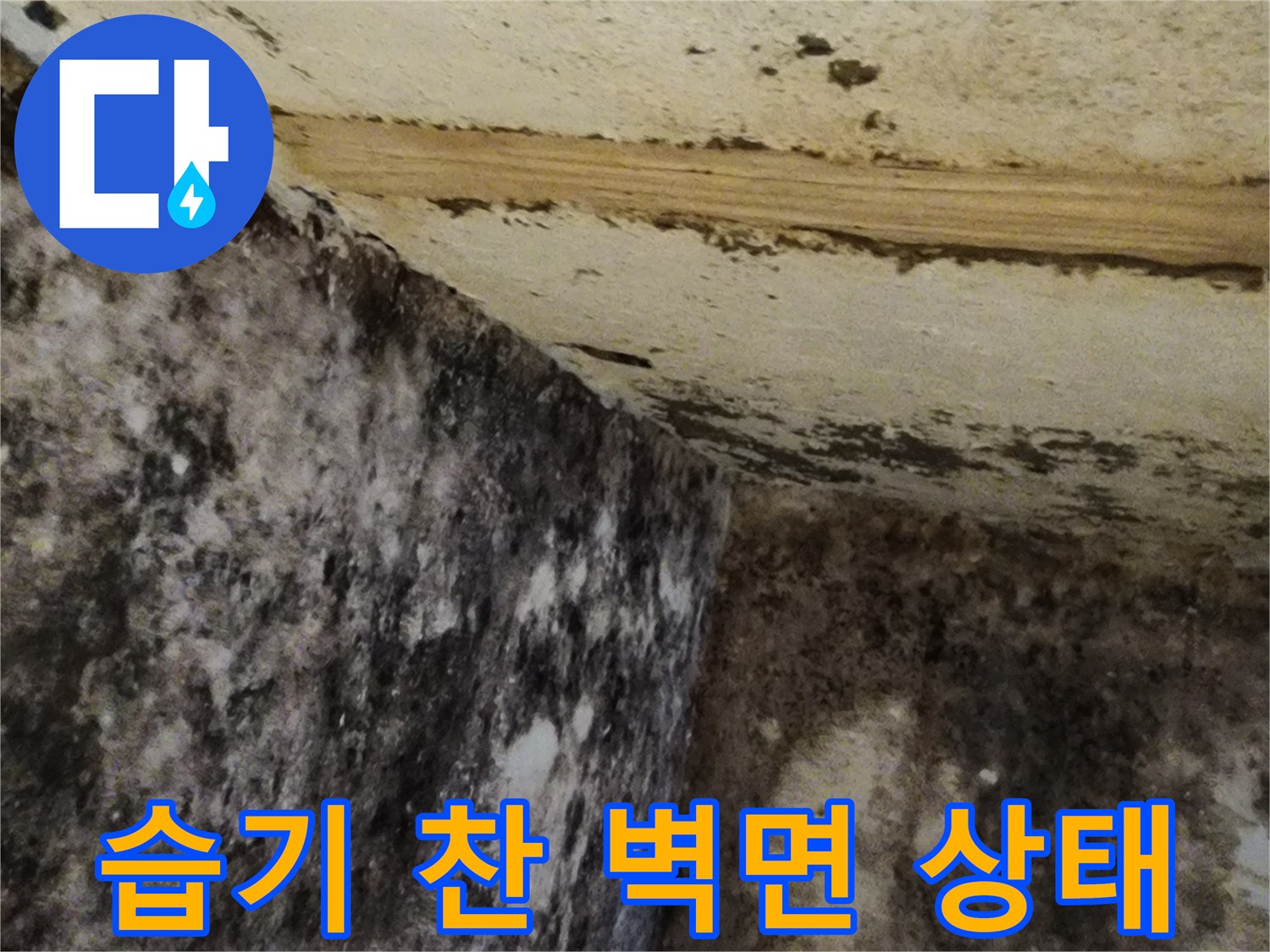 곰팡이가 발생한-서초구 지하실의 벽면 모습