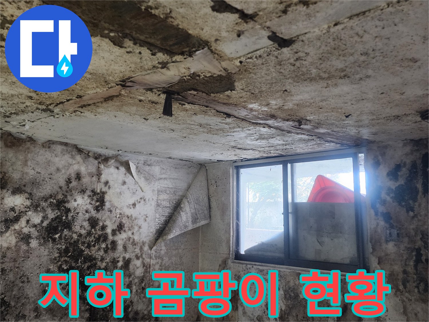습한 지하실 벽면에 발생한 광범위한 곰팡이 오염
