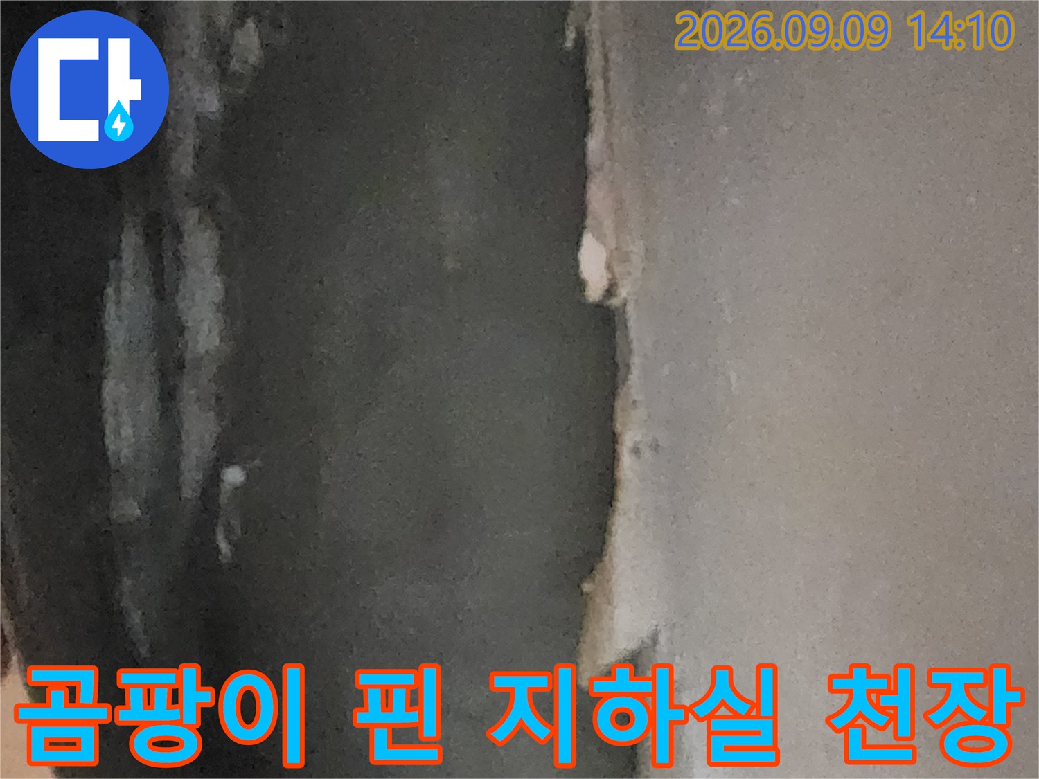 심한 곰팡이와 습기로 인해 손상된 지하실 천장의 모습
